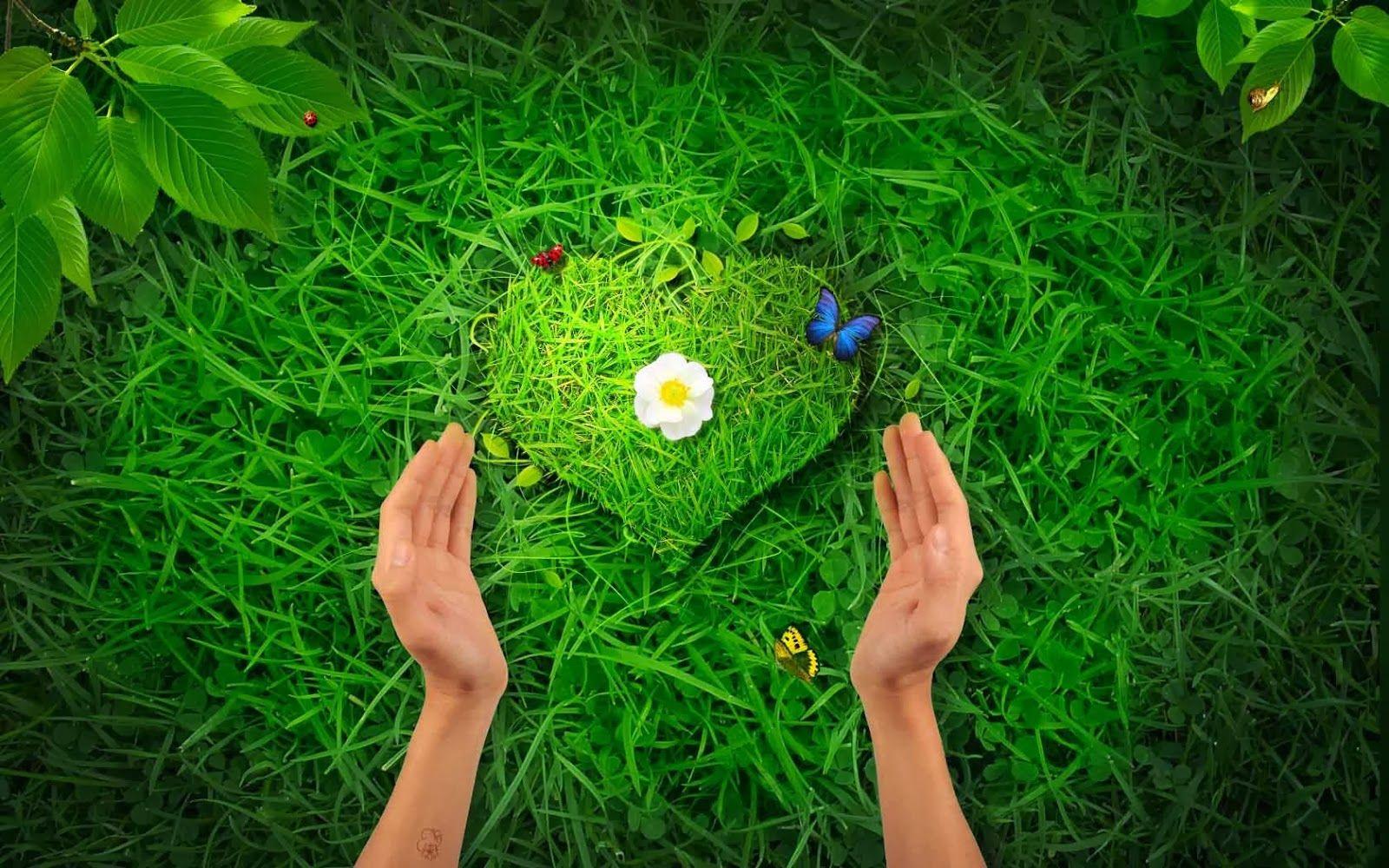 Love Grass Nature Image HD Wallpaper