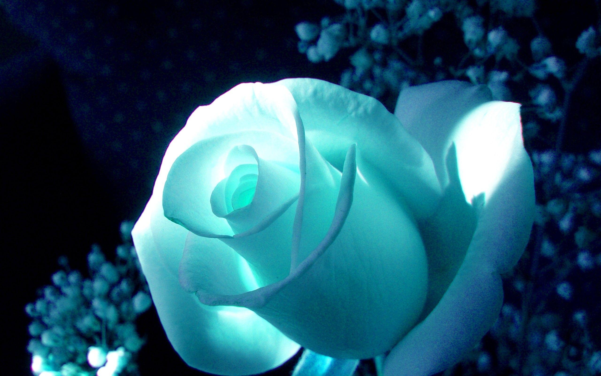 Flowers: Cyan Rose Color Flower Wallpaper For Mobile HD for HD 16:9