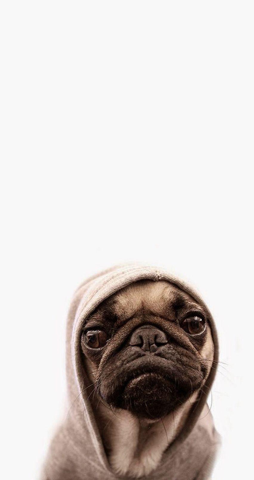 Cute pug. Tap for more Cute Pug Dog HD Wallpaper