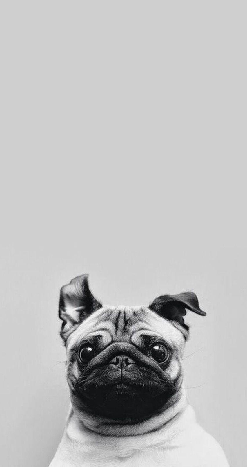 Cute Pug iPhone Wallpaper. Tap to see Collection of Cute Pug Dog HD