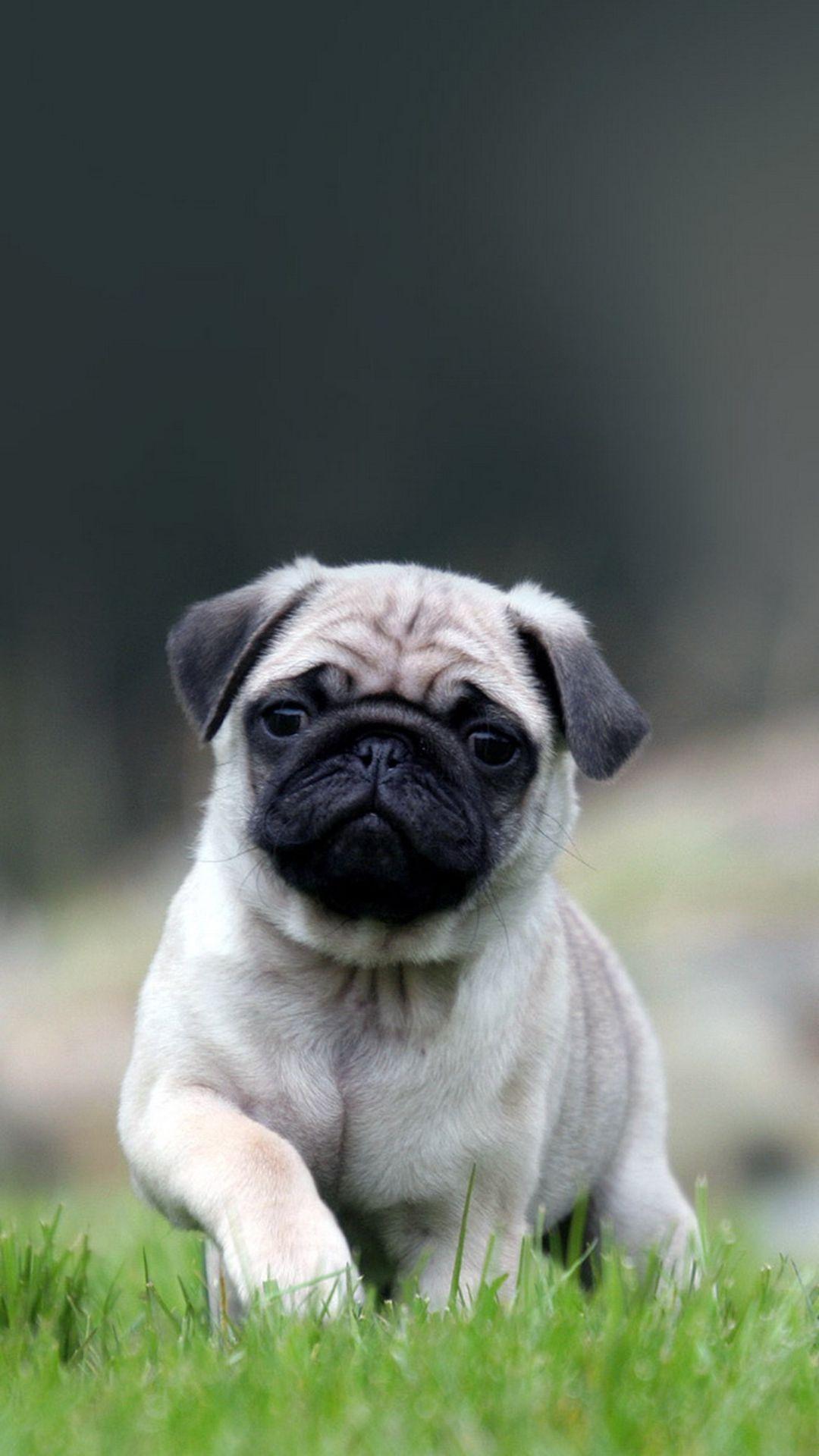 Cute Pug Dog In Grass iPhone 8 Wallpaper Free Download
