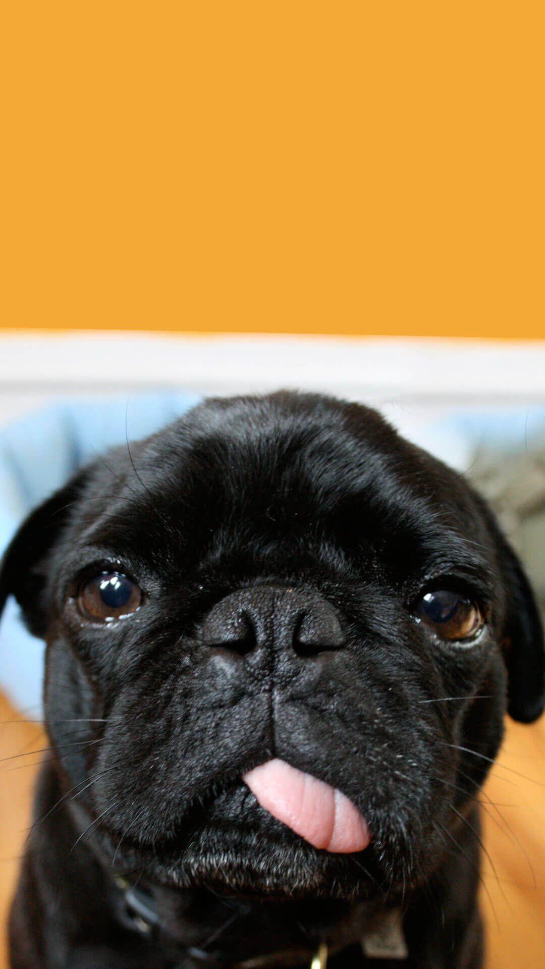 Cute Black Pug Wallpaper iPhone HD. Animal Wallpaper for iPhone