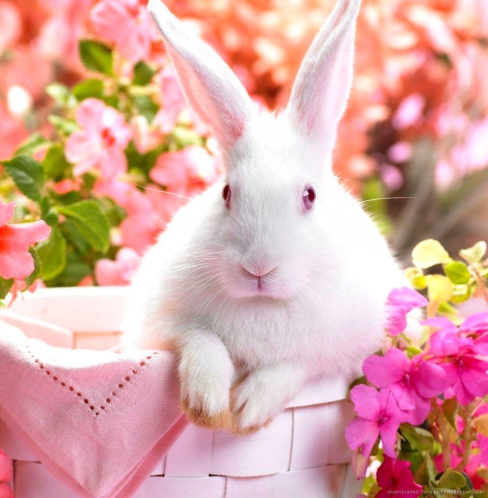 White Rabbit Wallpaper. Wallpaper Background HD