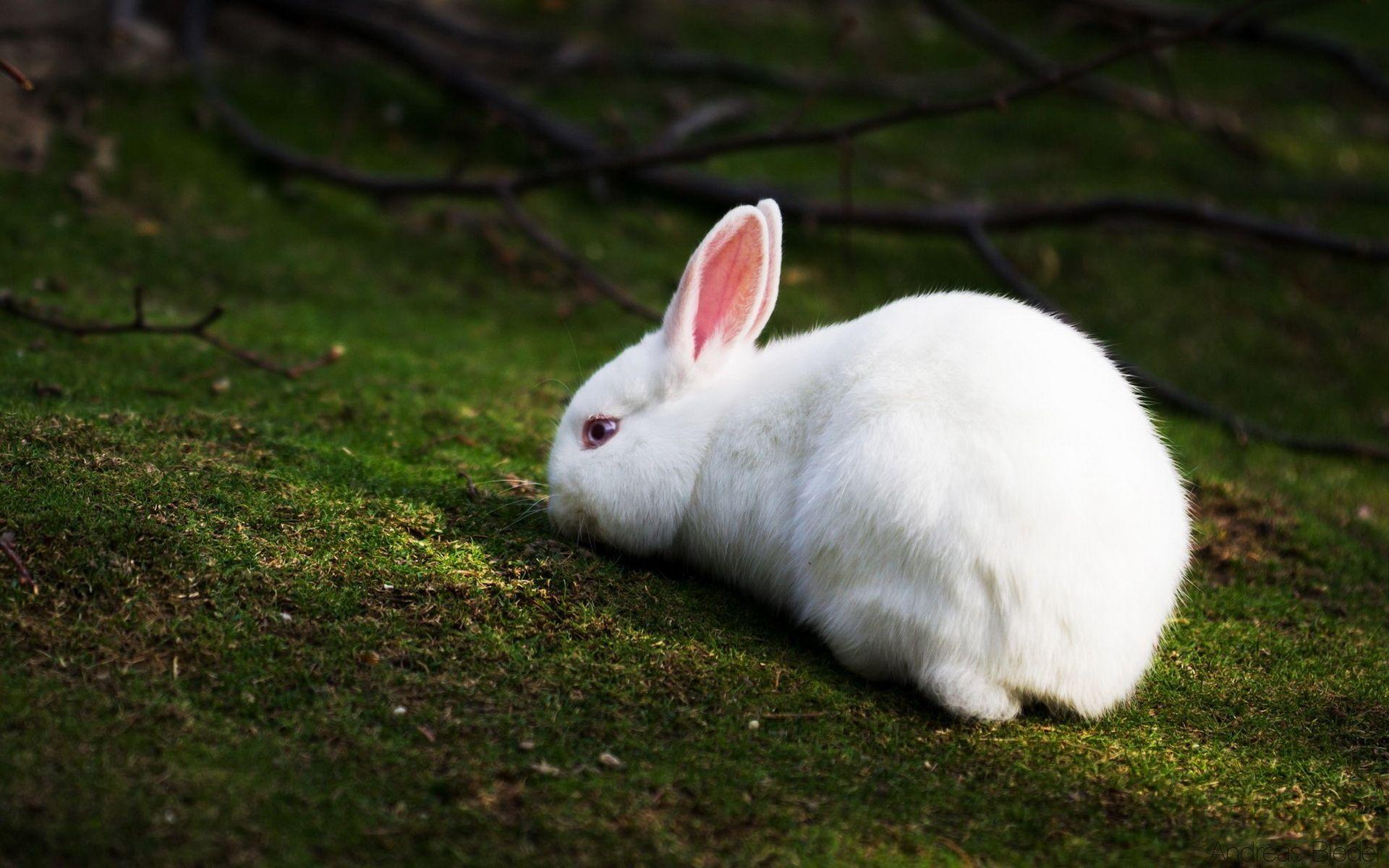 White Rabbit Wallpaper HD Wallpaper Free