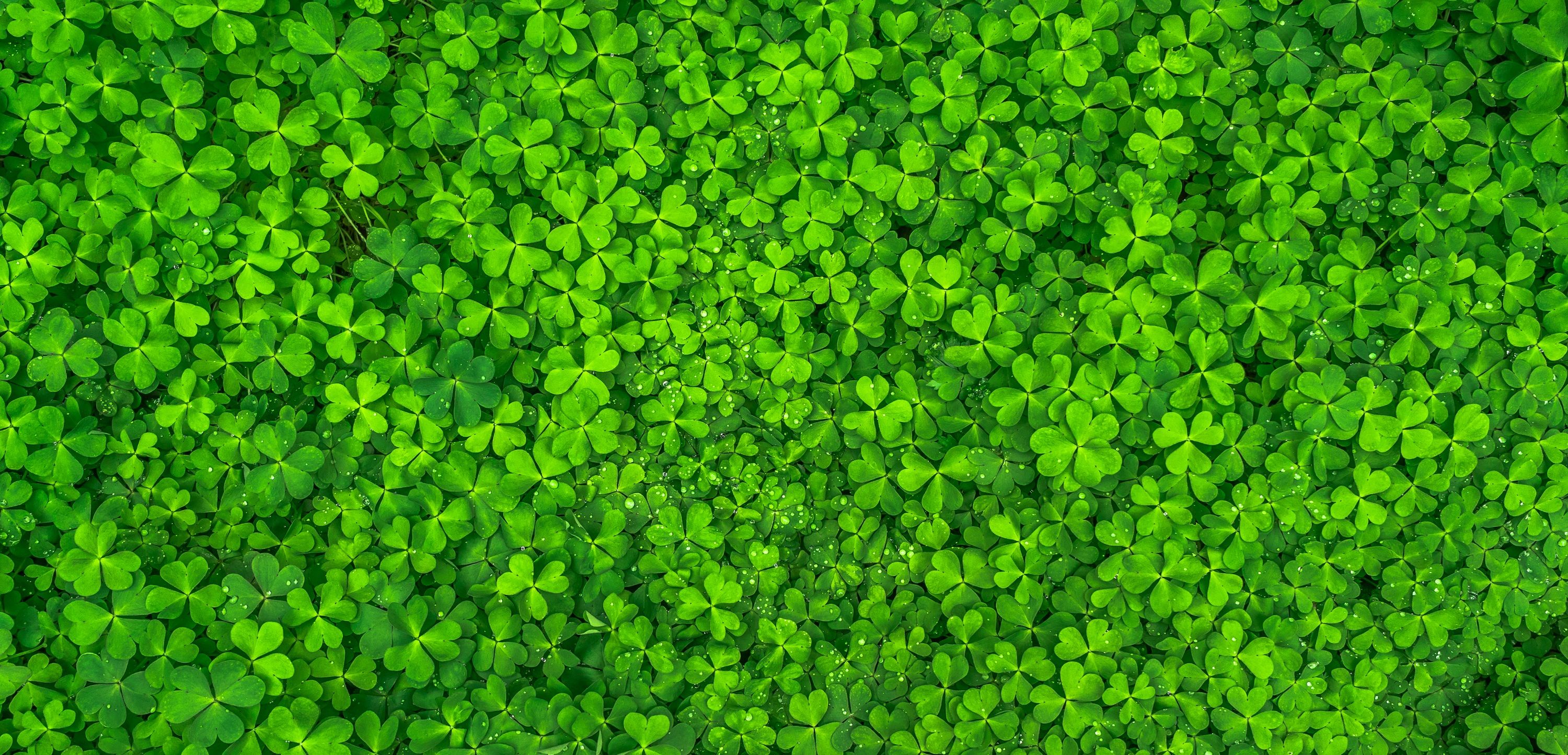 Wallpaper Clovers, Green leaves, HD, Nature