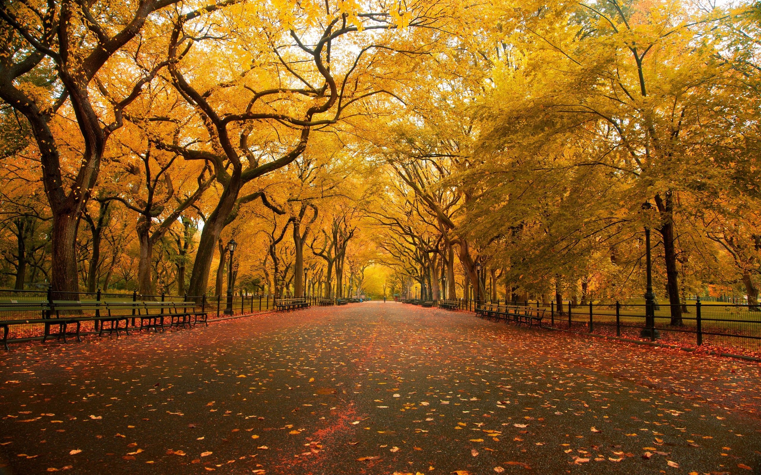Nature Background Image