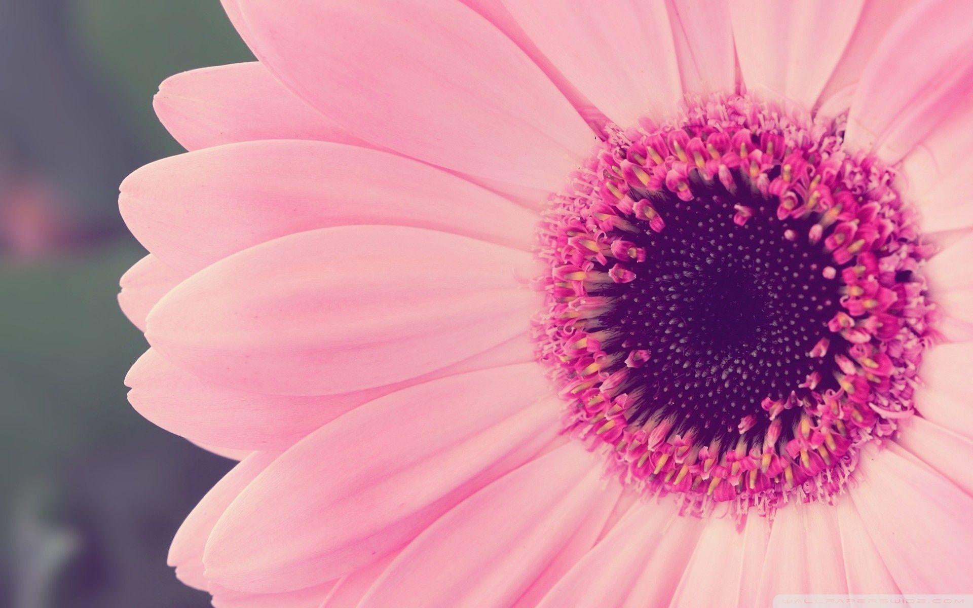 Pink Gerbera Daisy ❤ 4K HD Desktop Wallpaper for 4K Ultra HD TV