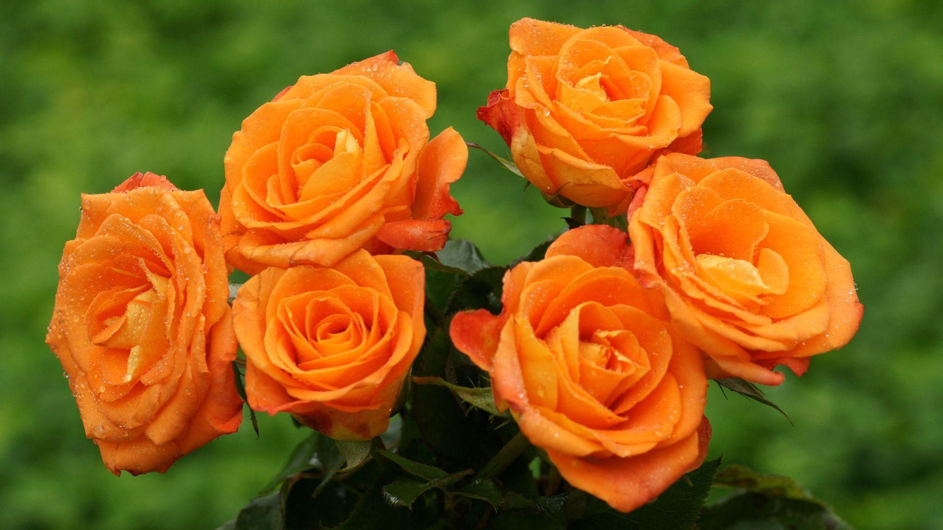 Fresh Rose HD Wallpapers - Wallpaper Cave