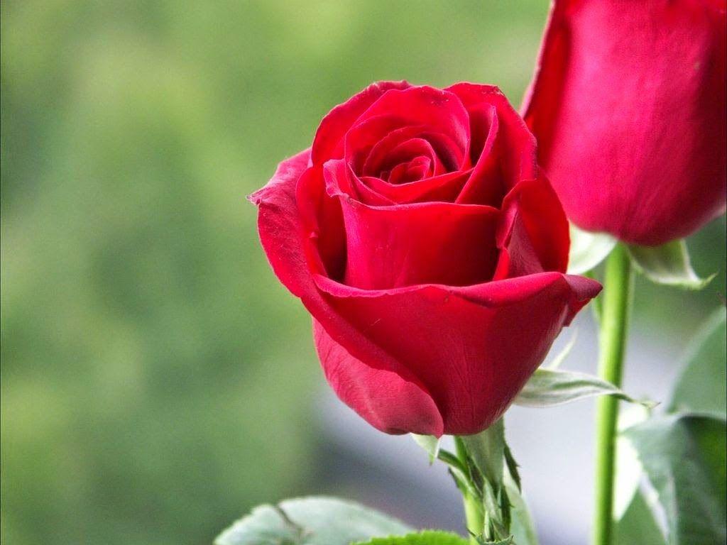 Love Red Roses