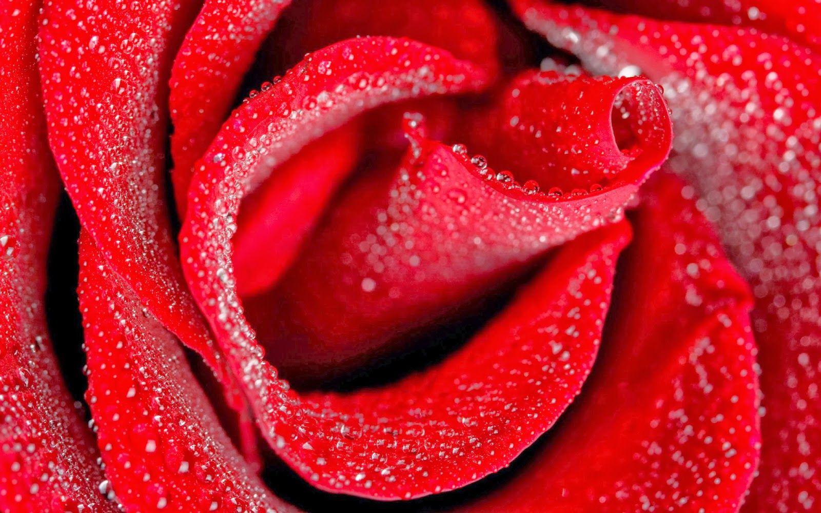 Fresh Red Rose HD Wallpaper