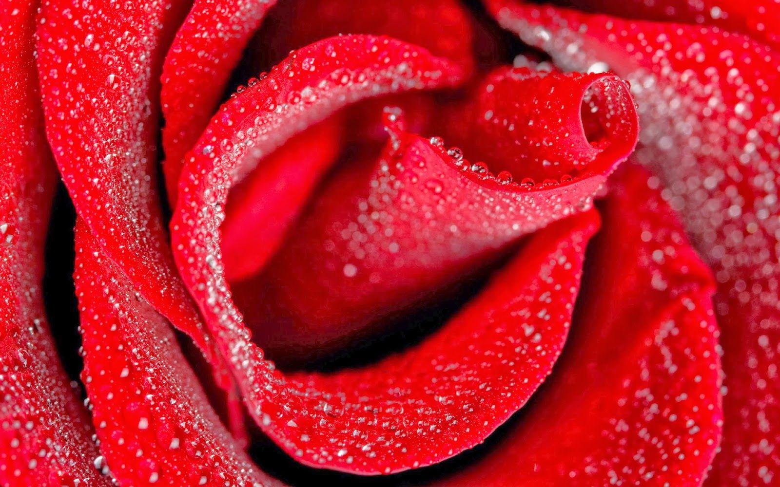 Fresh Rose HD Wallpapers - Wallpaper Cave