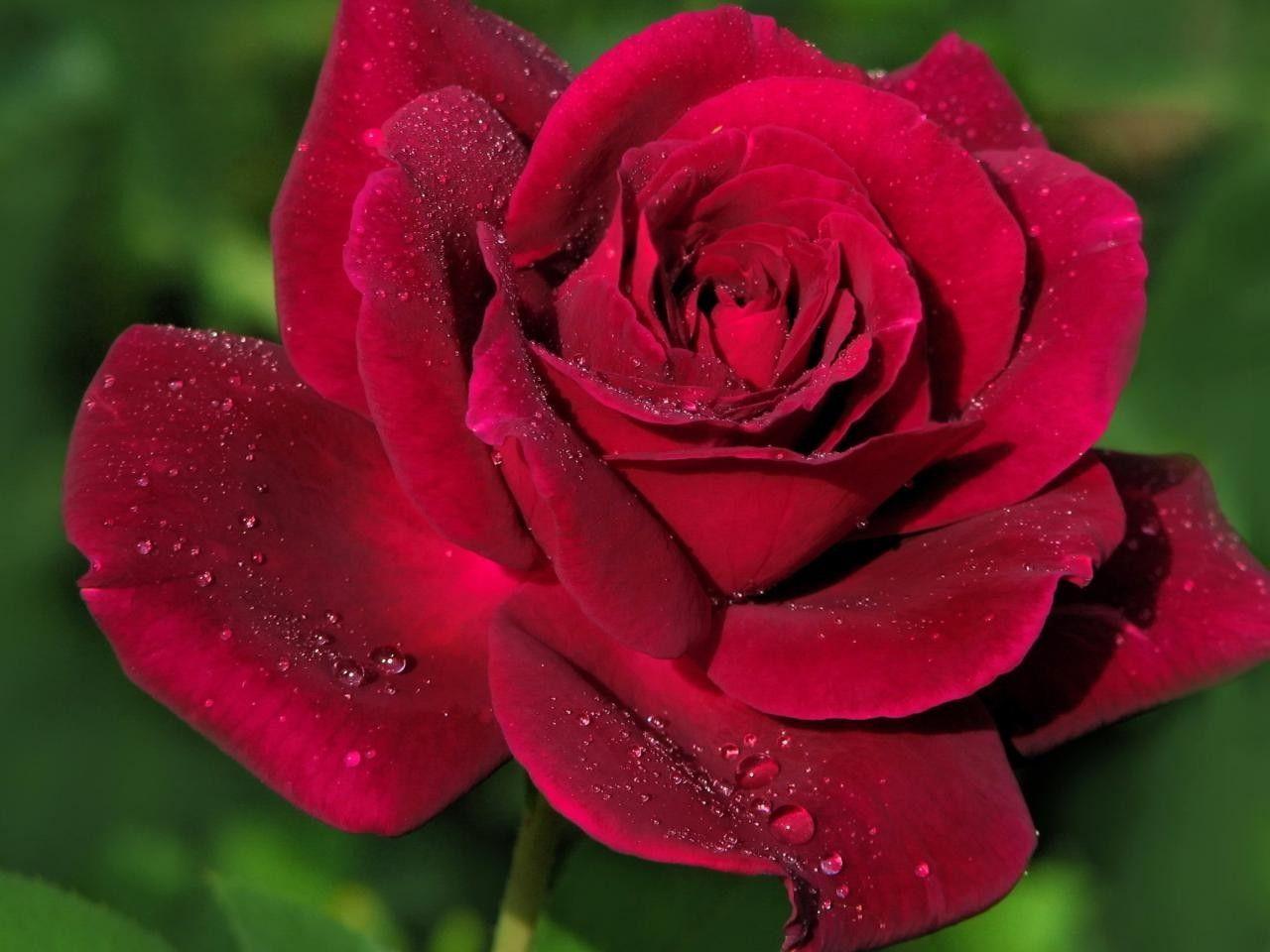 Flowers: Fresh Rose Red Roses Flower Desktop Wallpaper for HD 16:9