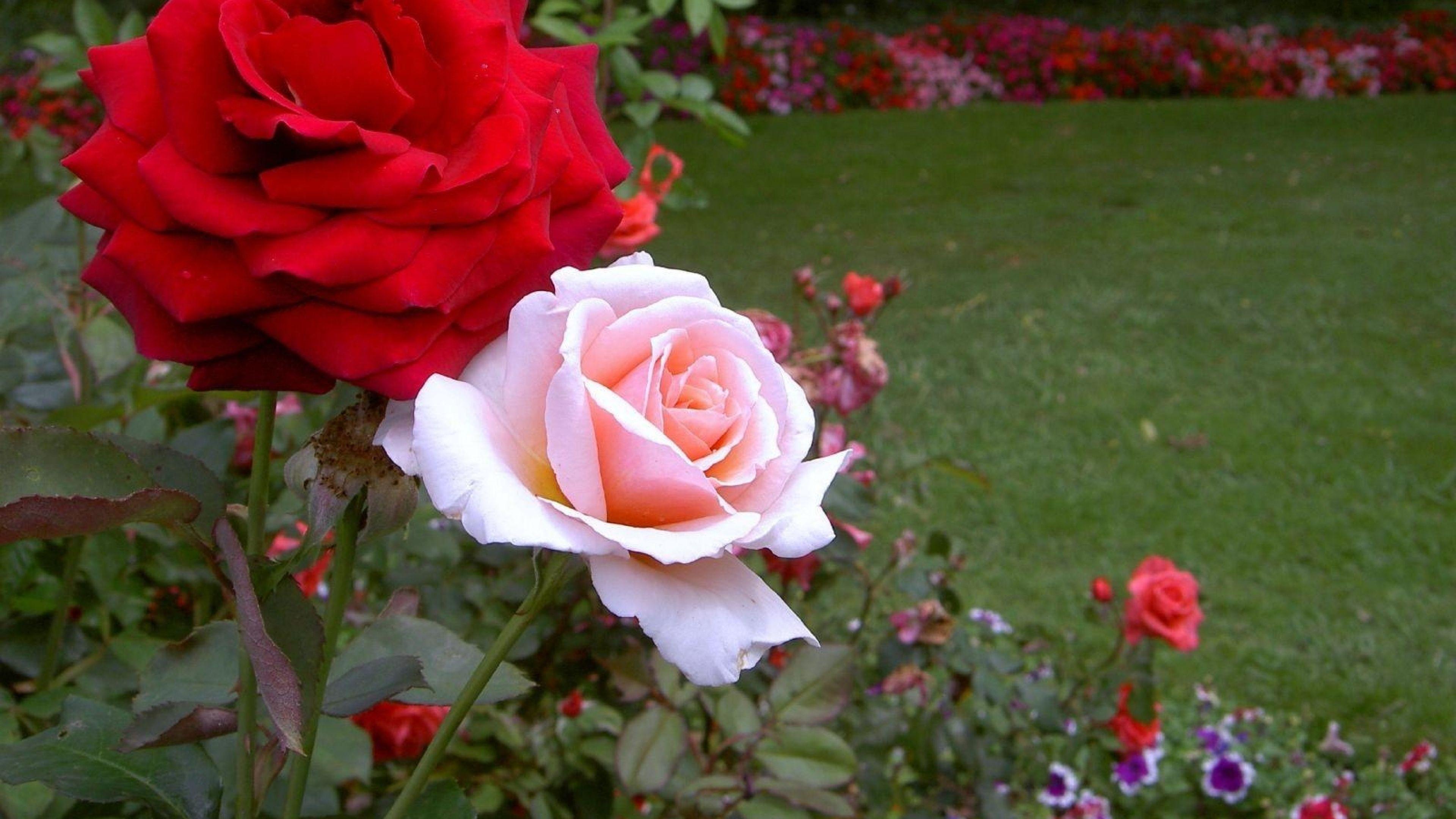 Photos Of Wallpaperroses Flowers Garden Flowerbed Rose Flower In HD
