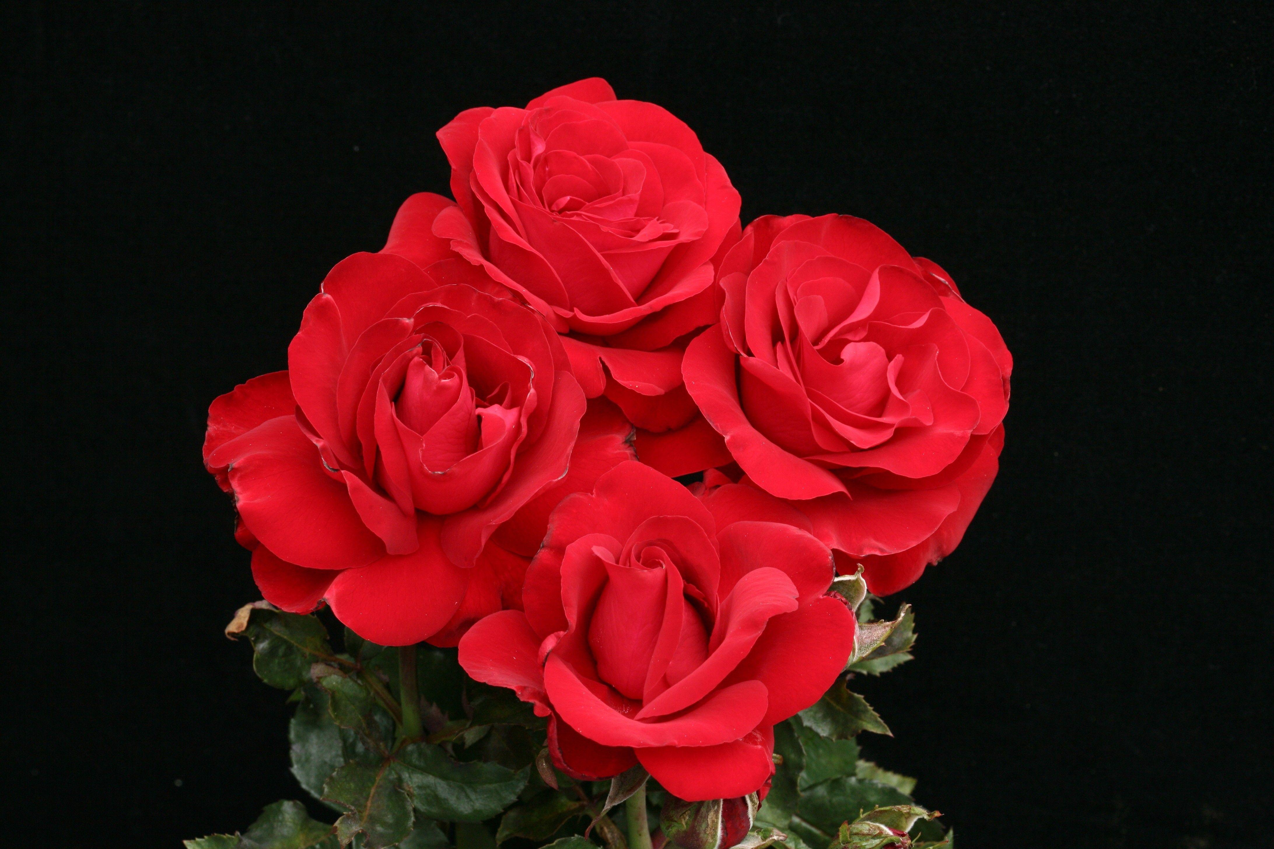 Flowers: Royal Rosarian Fresh Flowers Sublime Nature Beauty Red
