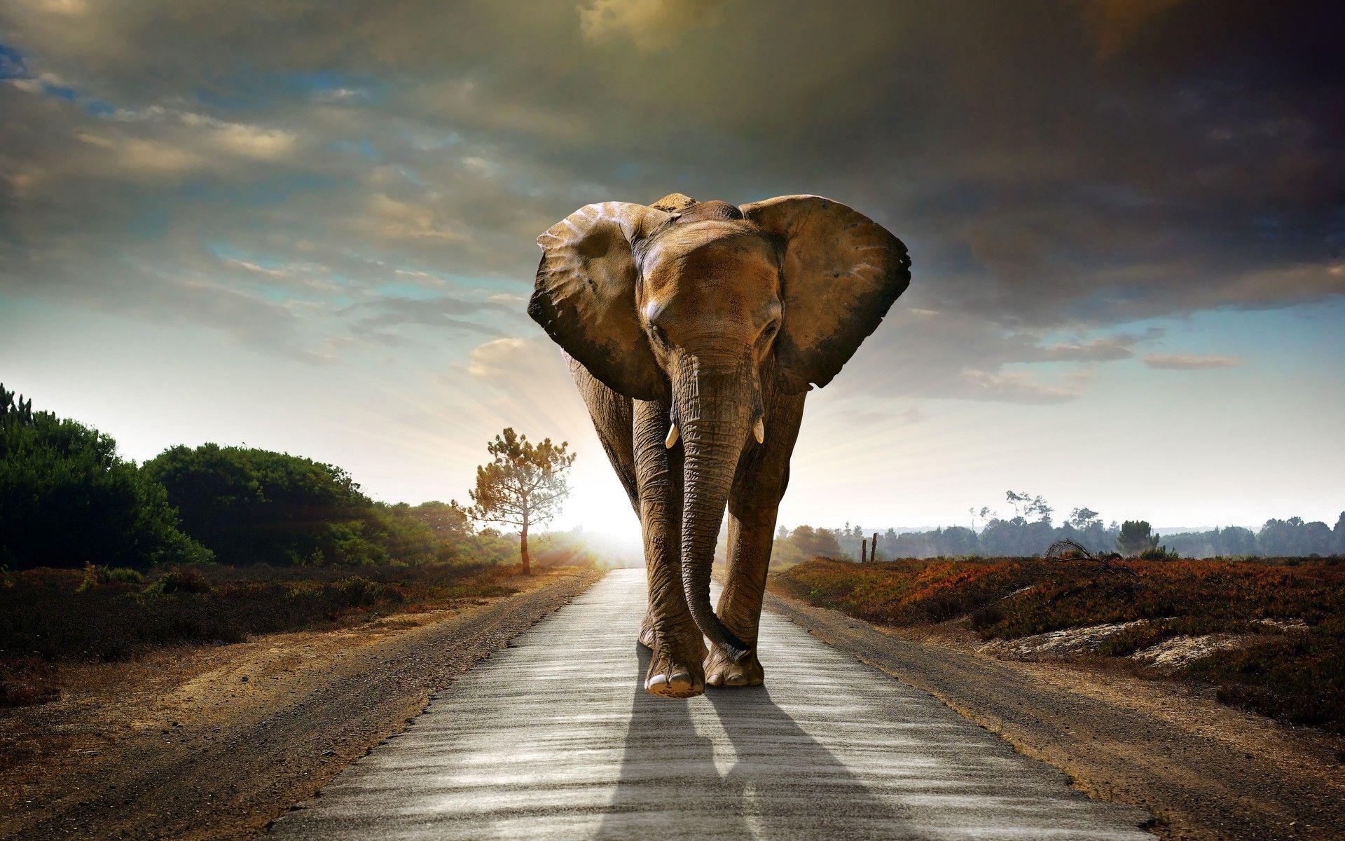 Road Walk Elephant Wallpaper, Elephant Wallpaper. HD Wallpaper Top
