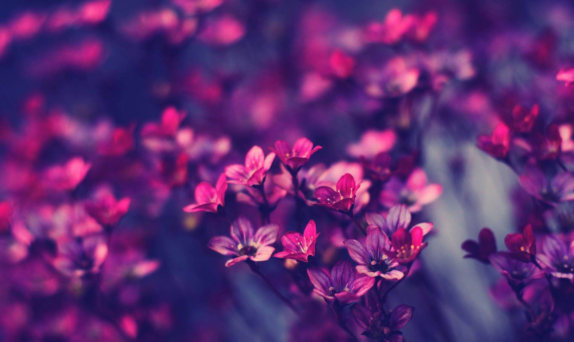 Awesome vintage flowers Desktop Wallpaper Full HD. Beautiful