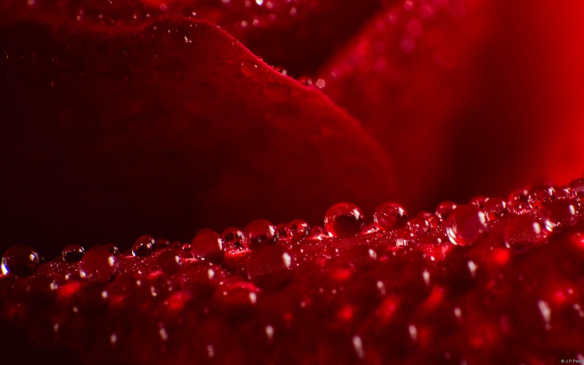 Flowers: Dew Petal Dewdrops Rose Stems Thorns Red Love Romantic