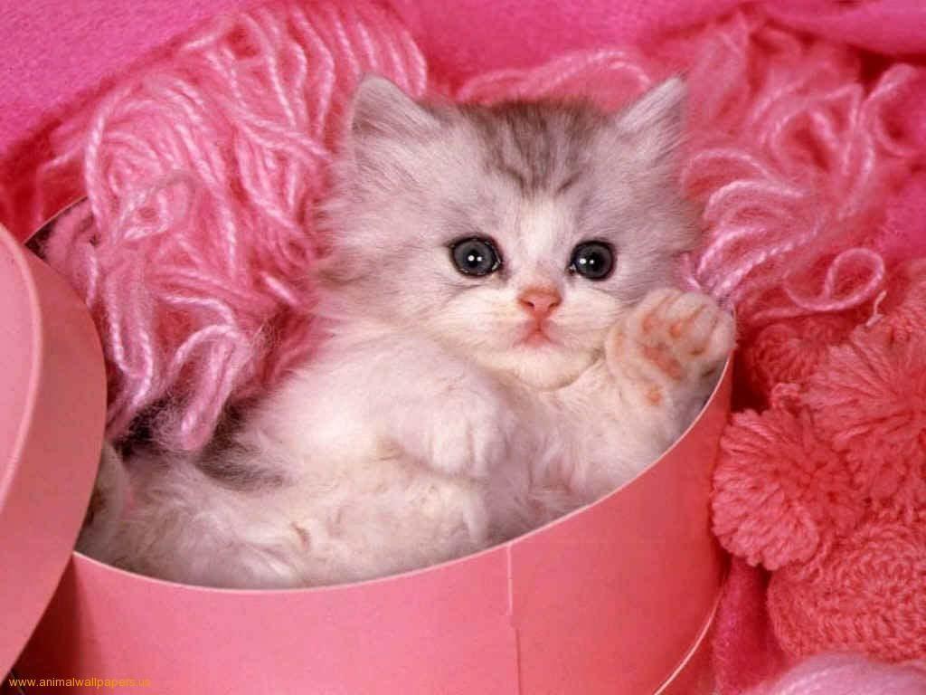 cutest kittens. Download Kittens wallpaper, 'Cute kitten pink