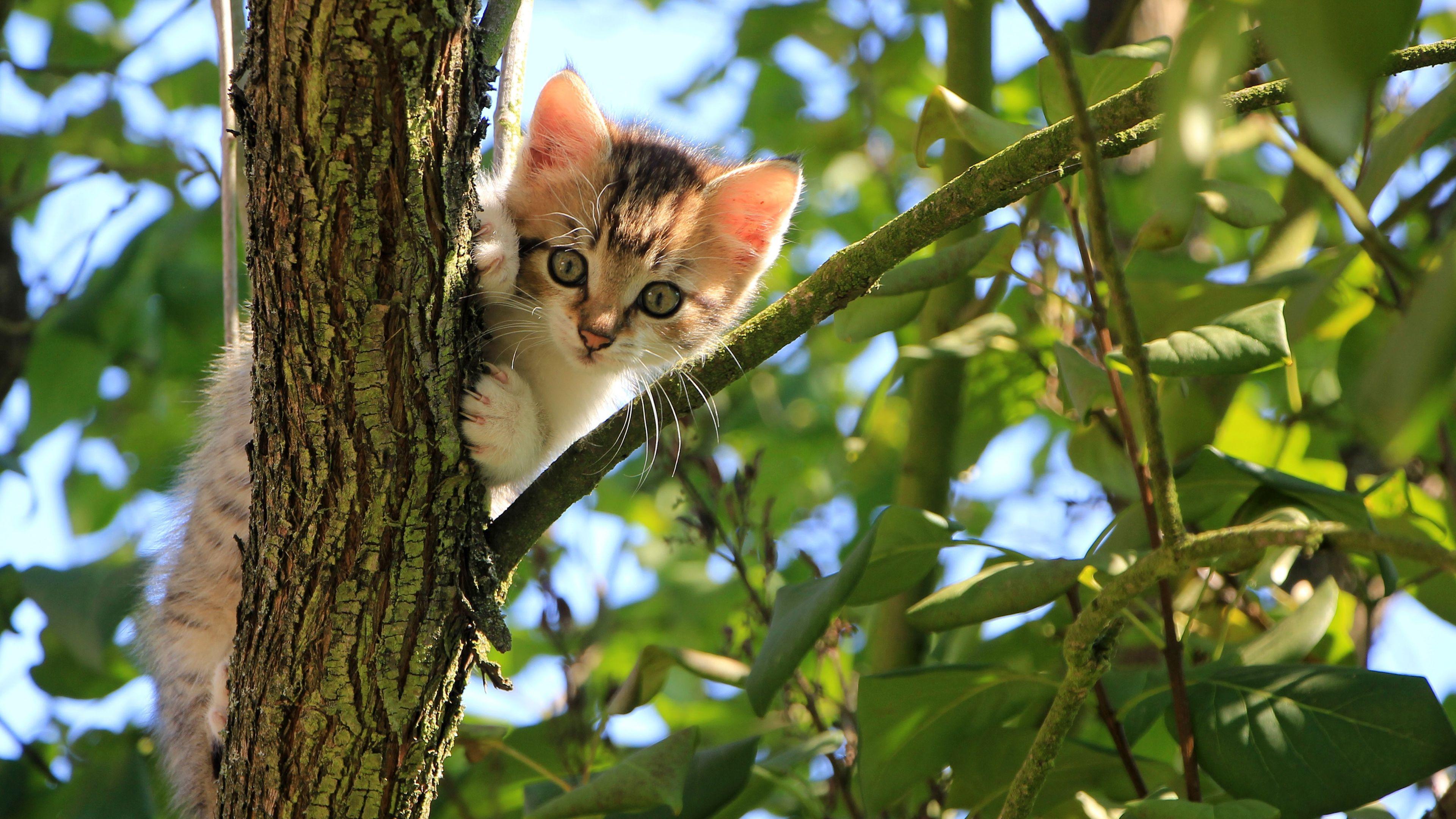 Free Kitten In A Tree ChromeBook Wallpaper Ready For Download