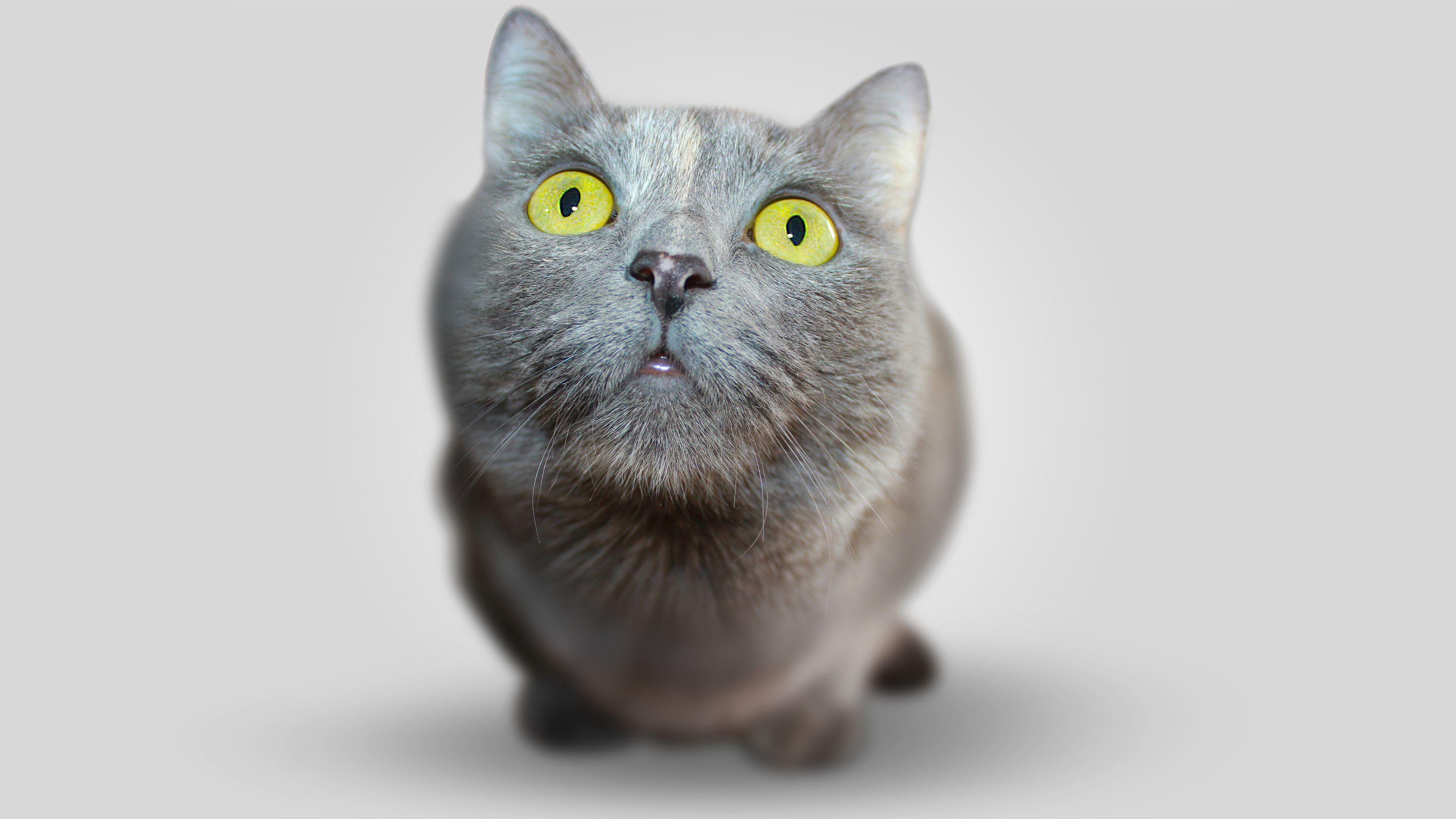 Free Big Head Kitten ChromeBook Wallpaper Ready For Download