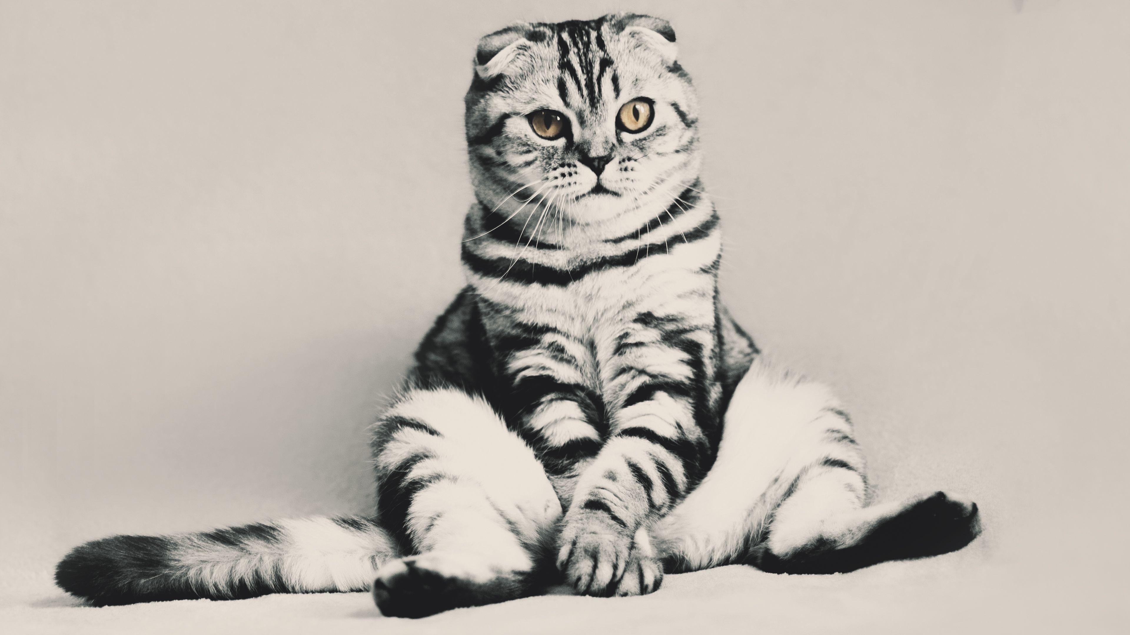 Free Funny Kitten ChromeBook Wallpaper Ready For Download