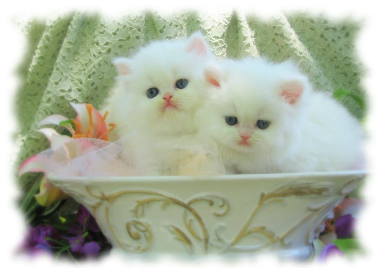 Cute Love Baby White Cats Wallpaper