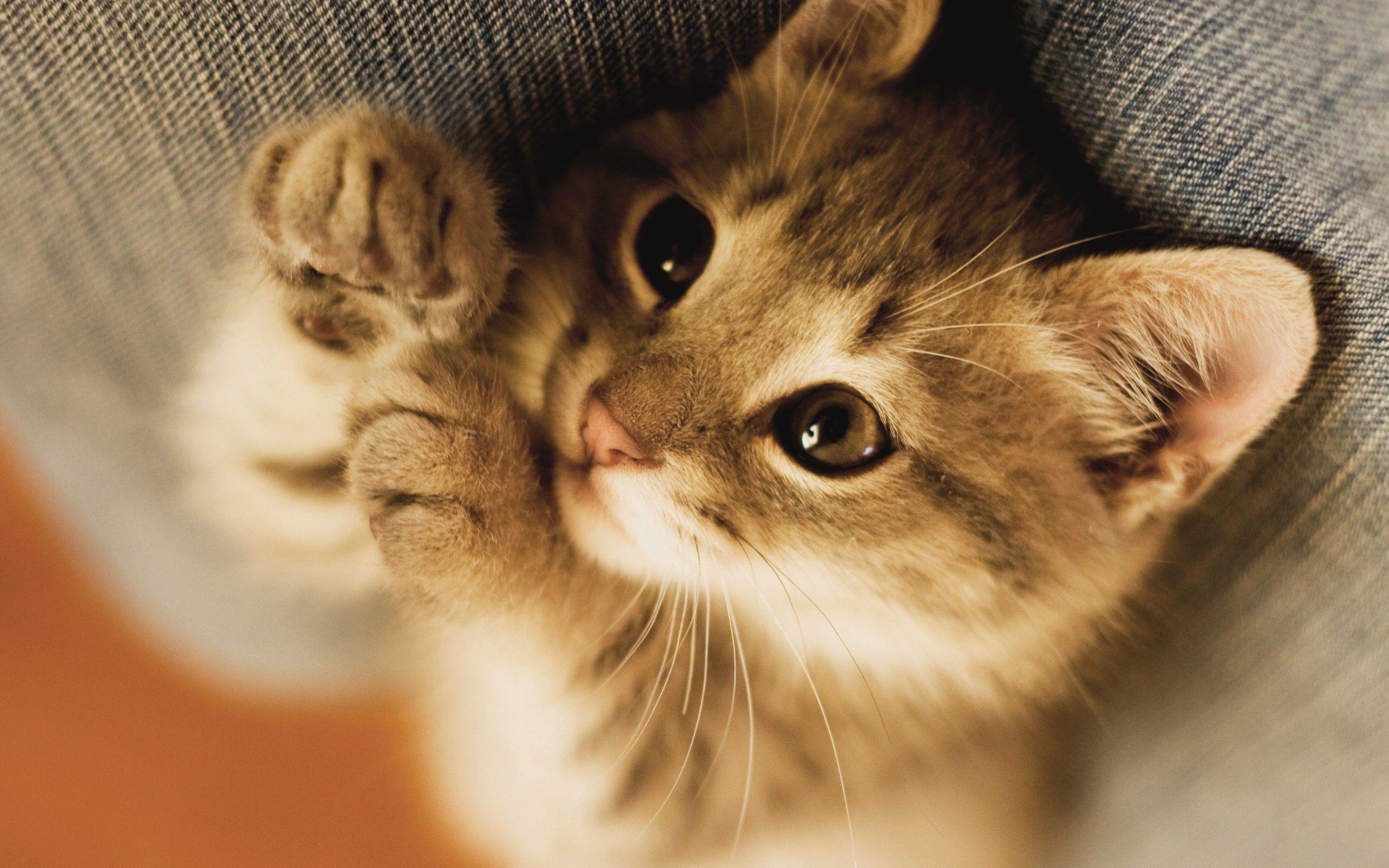 Kitten HD Wallpaper