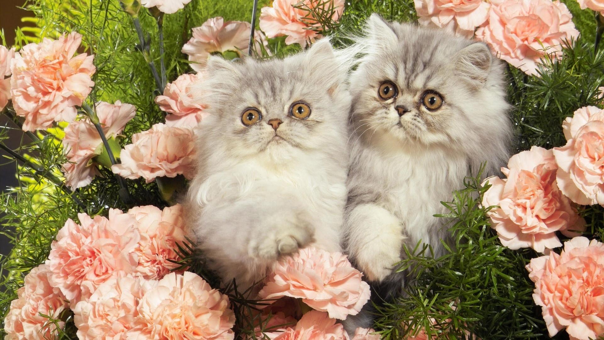 Persian Kittens HD desktop wallpaper, Widescreen, High Definition