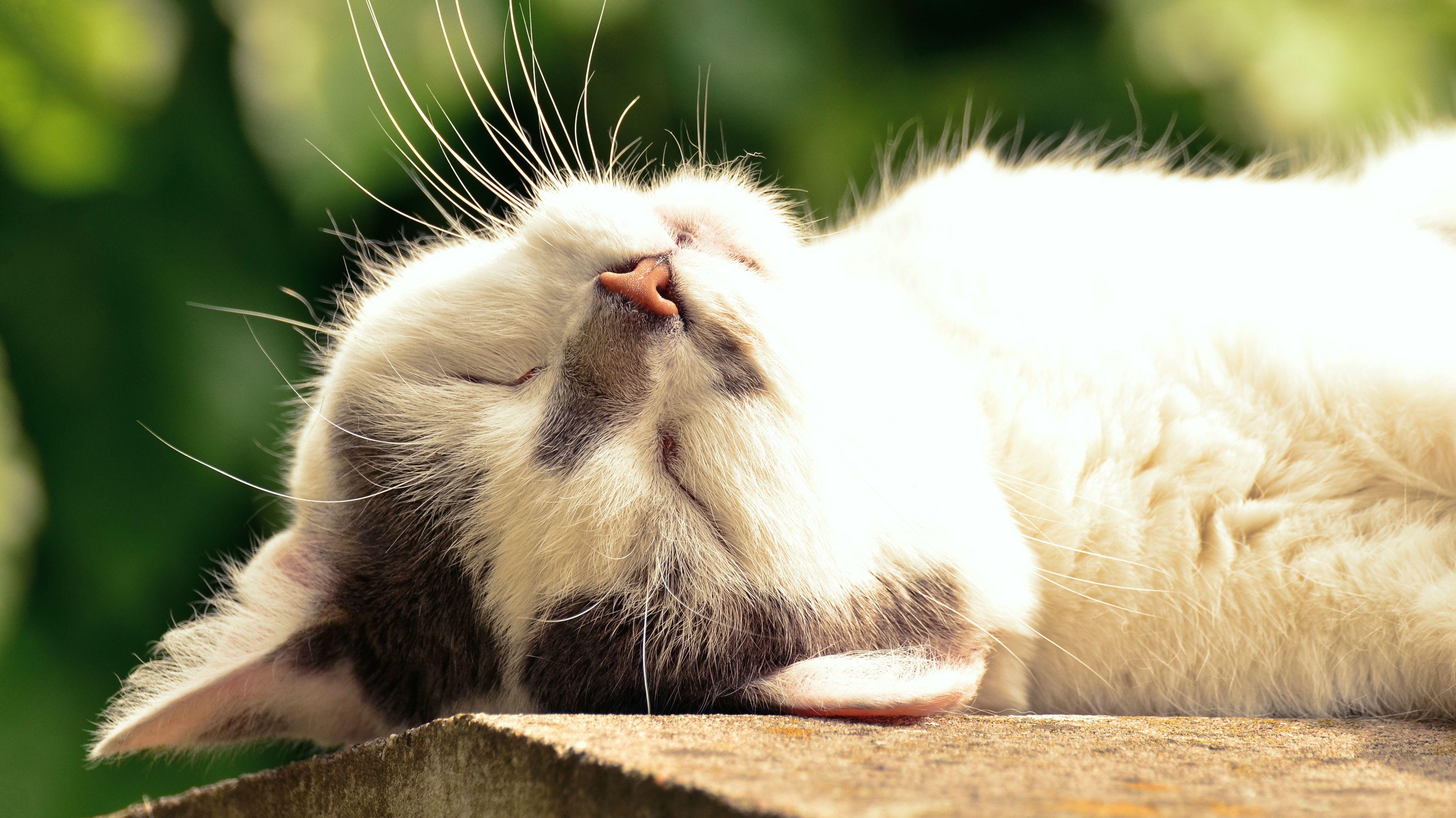 Free Sleeping Kitten ChromeBook Wallpaper Ready For Download