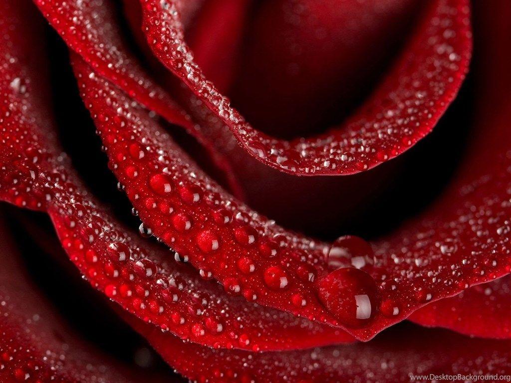 Huge Collection Of Roses & Flowers, Best HD Lovable Wallpaper