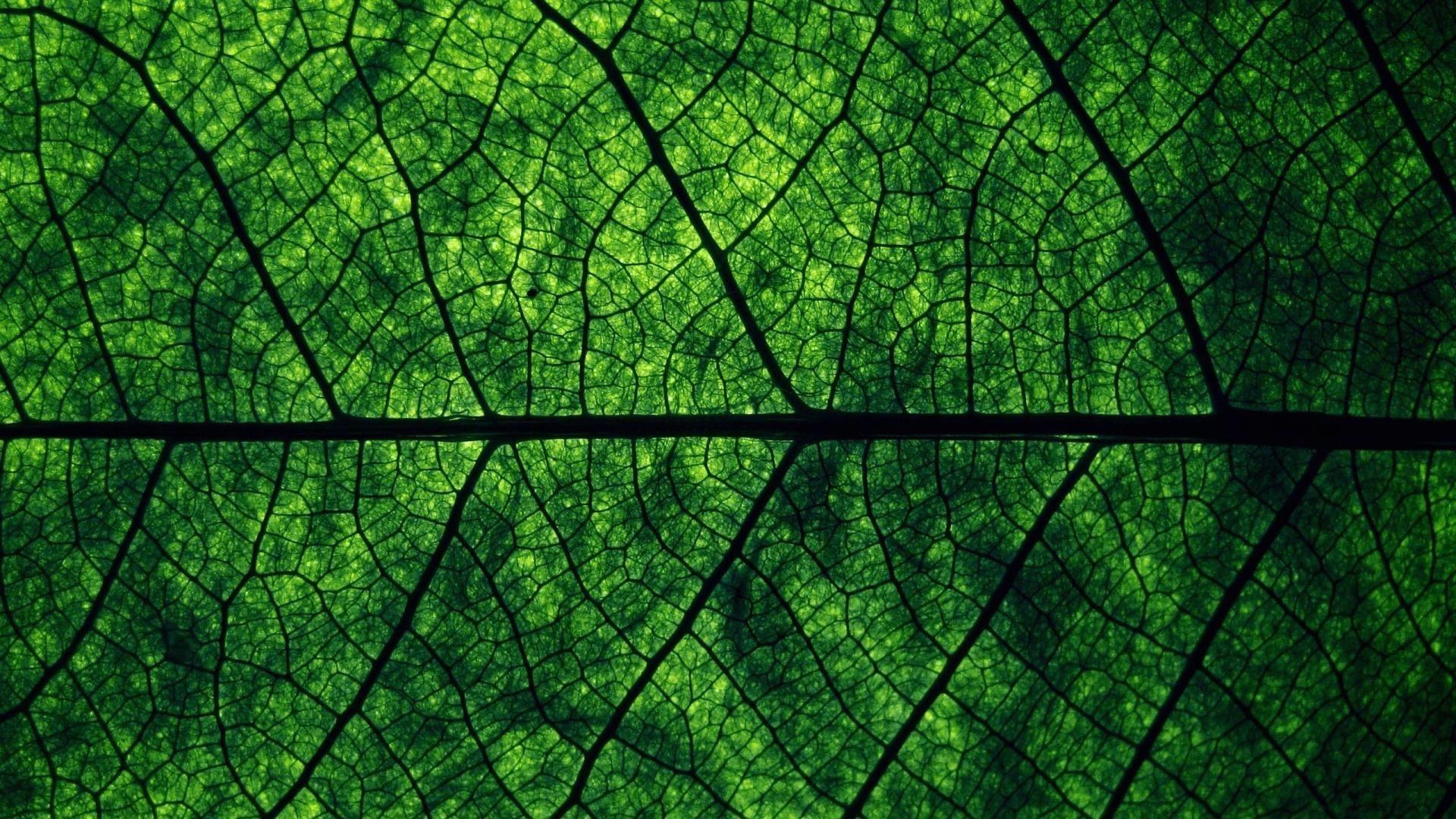Desktop Of Wallpaper Dark Green Leave Macro Nature Flowers Phone HD
