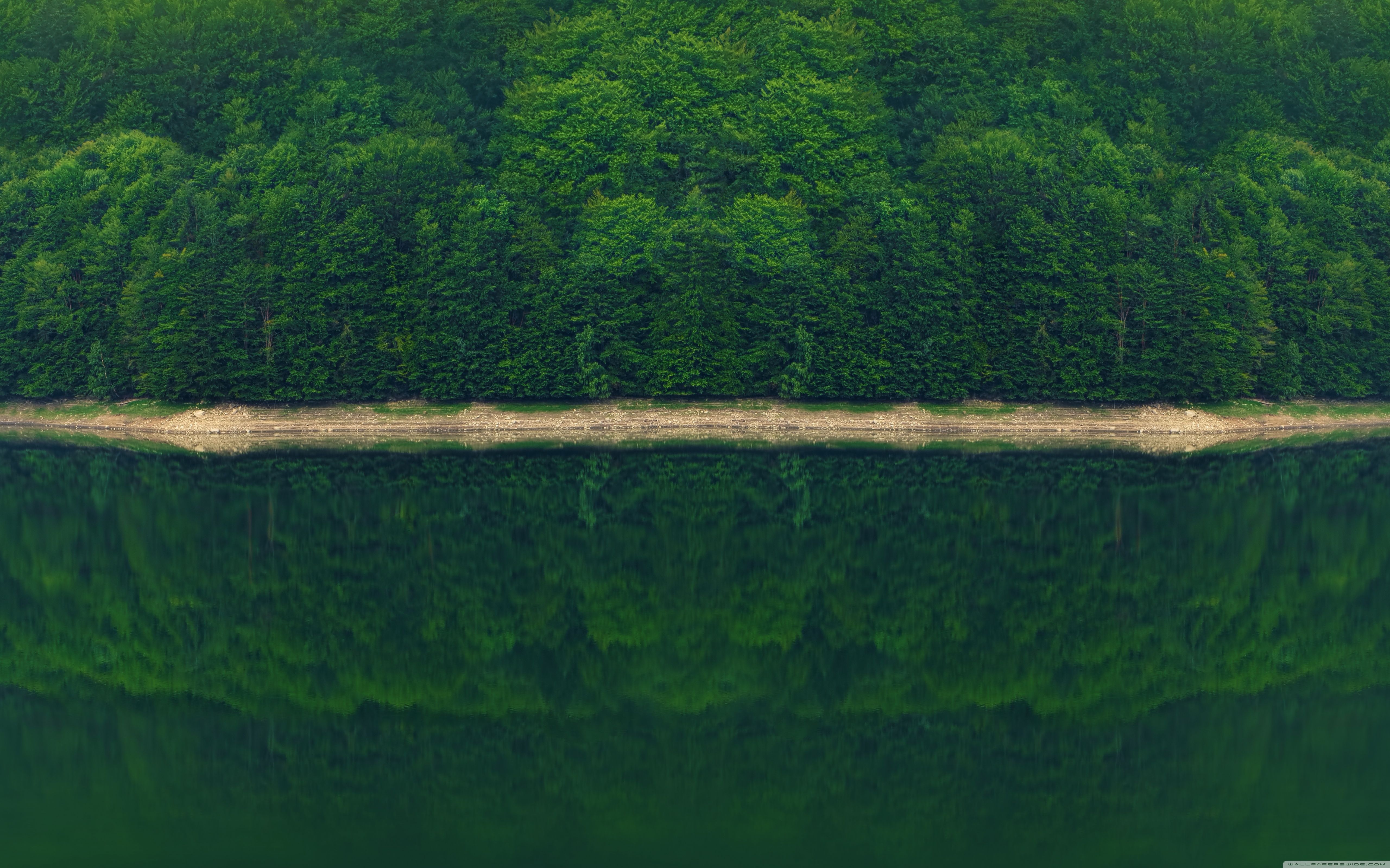 Dark Green Forest by the River ❤ 4K HD Desktop Wallpaper for 4K