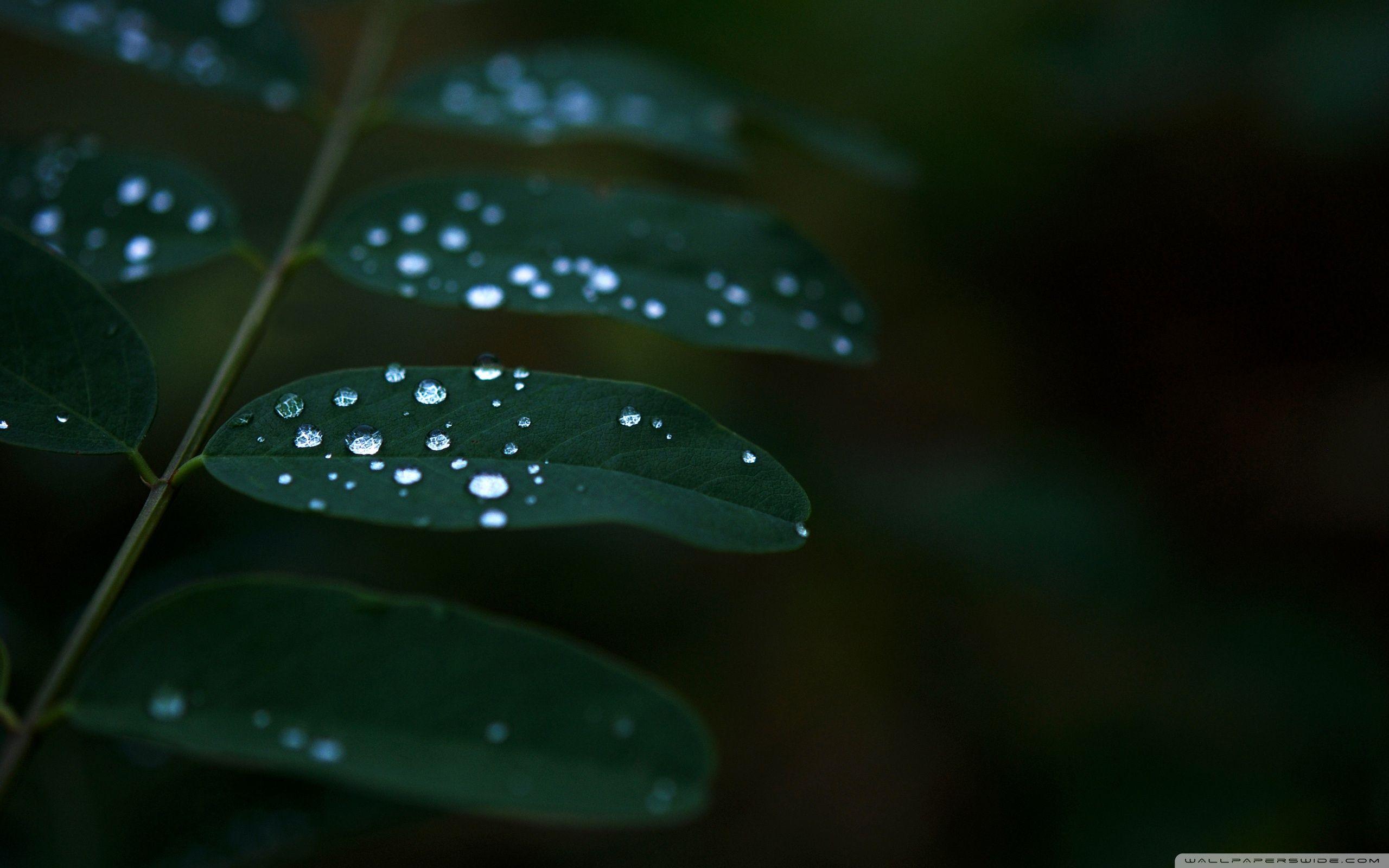 Dew On Dark Green Leaves ❤ 4K HD Desktop Wallpaper for 4K Ultra HD