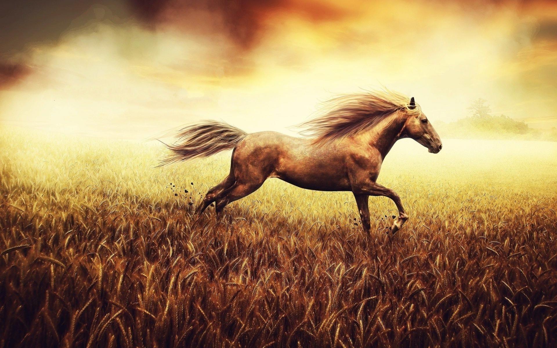 Running Horses Wallpapers - Wallpaper Cave