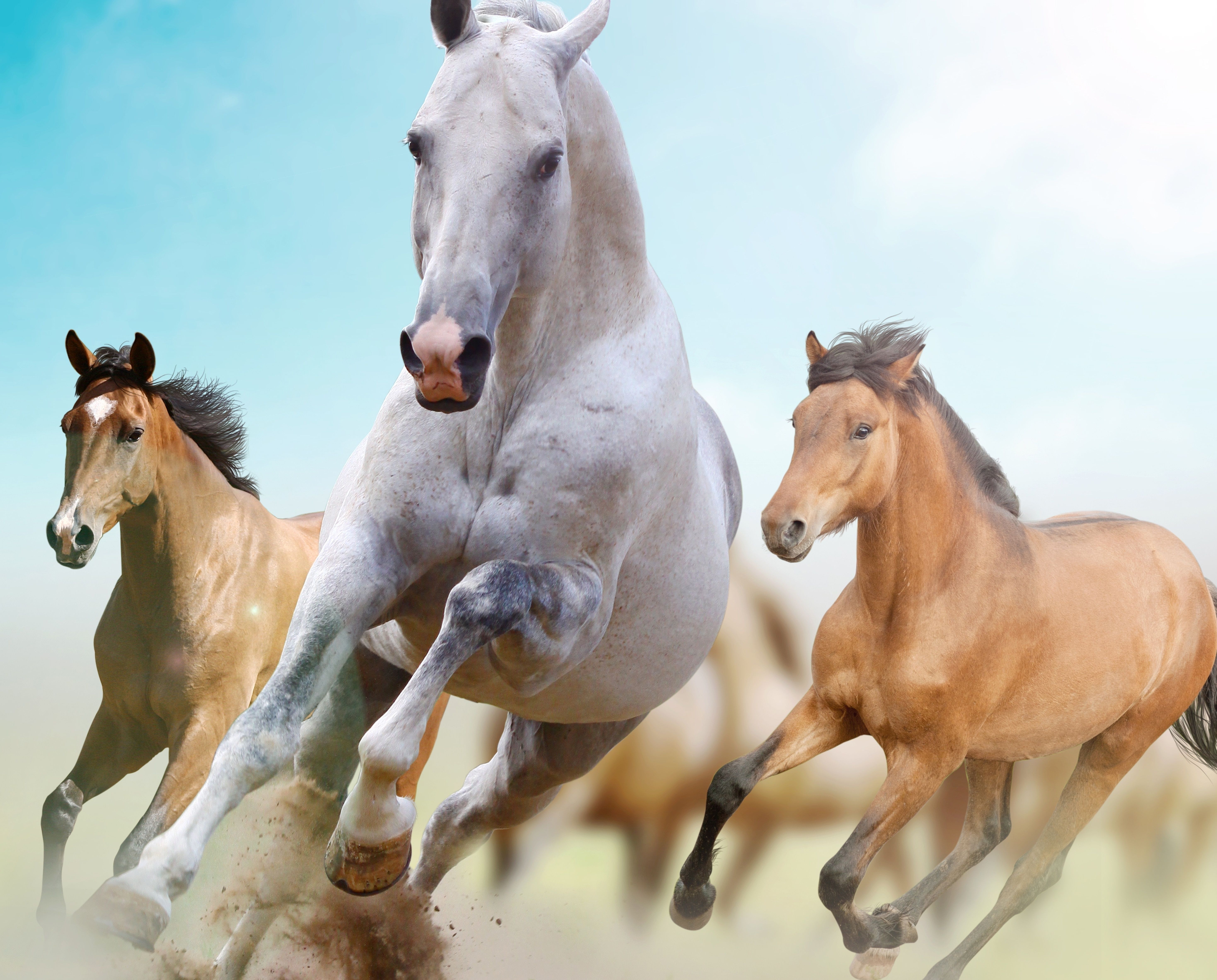 Running Horses Wallpapers Wallpaper Cave