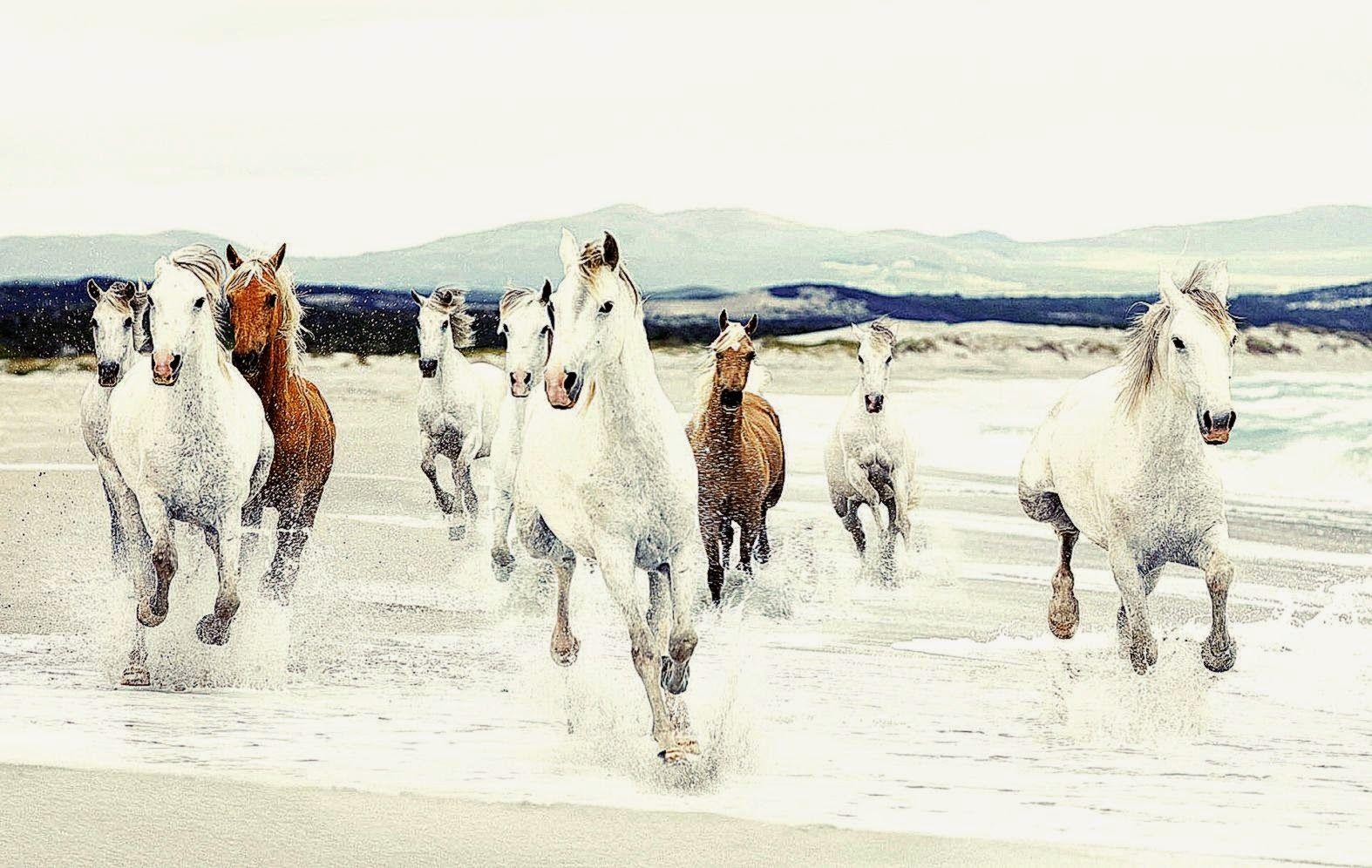 Running Horses Wallpaper HD. Cool HD Wallpaper