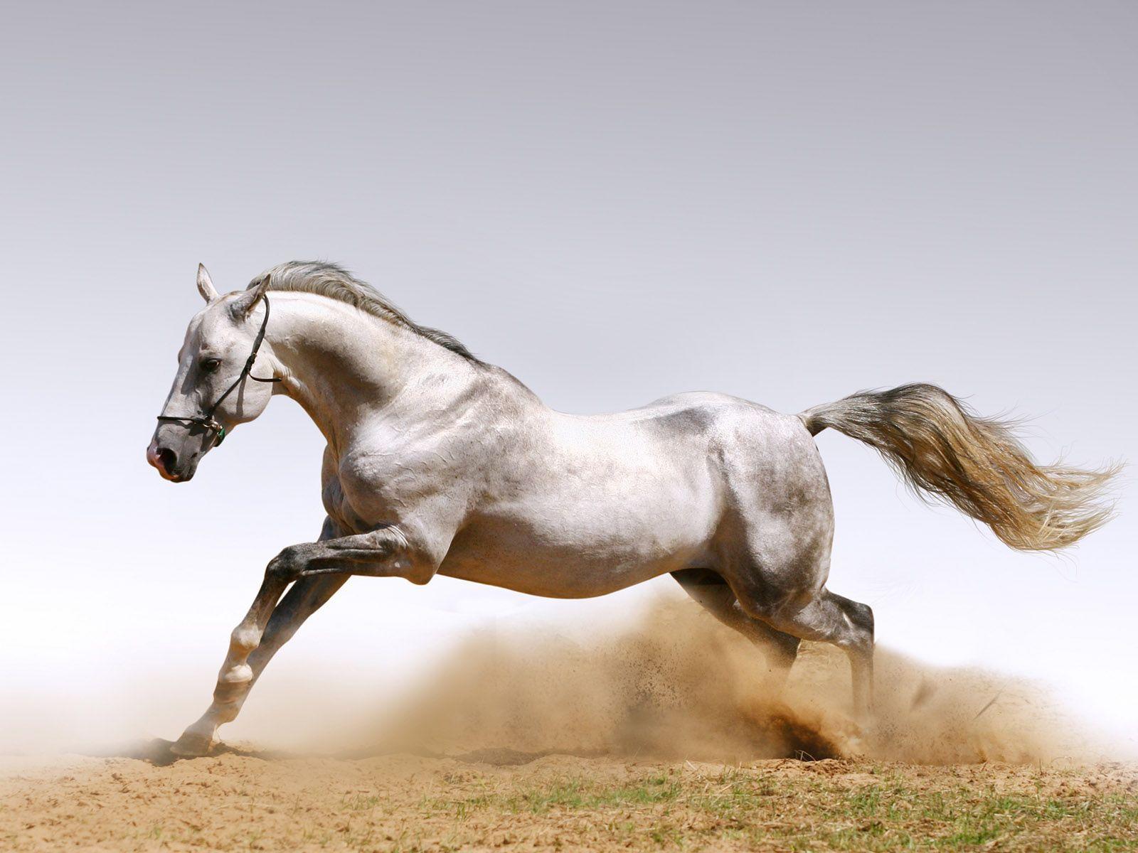 White Horse Running Wallpaper. Horses. Horse, White