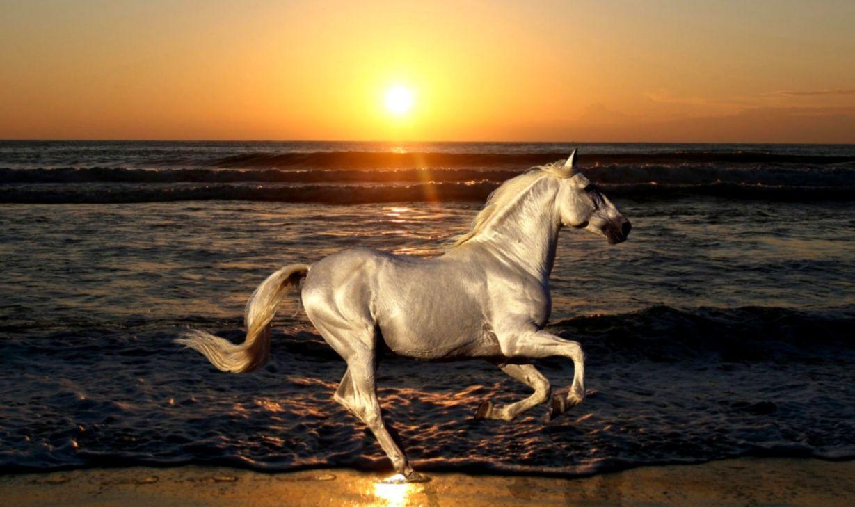 Running Horses Wallpaper HD. HD Wallpaper Collection