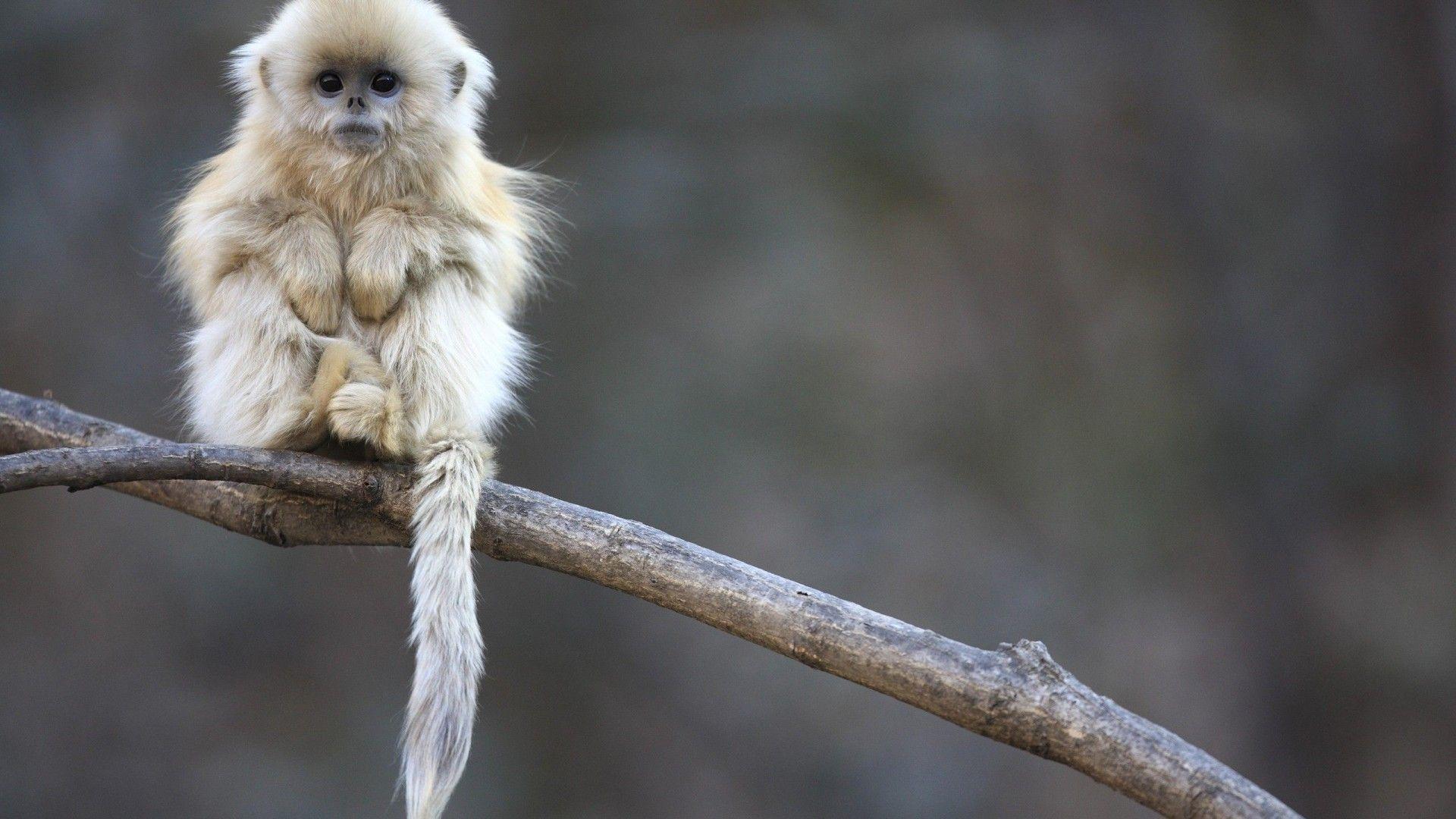 Baby Monkey Wallpaper