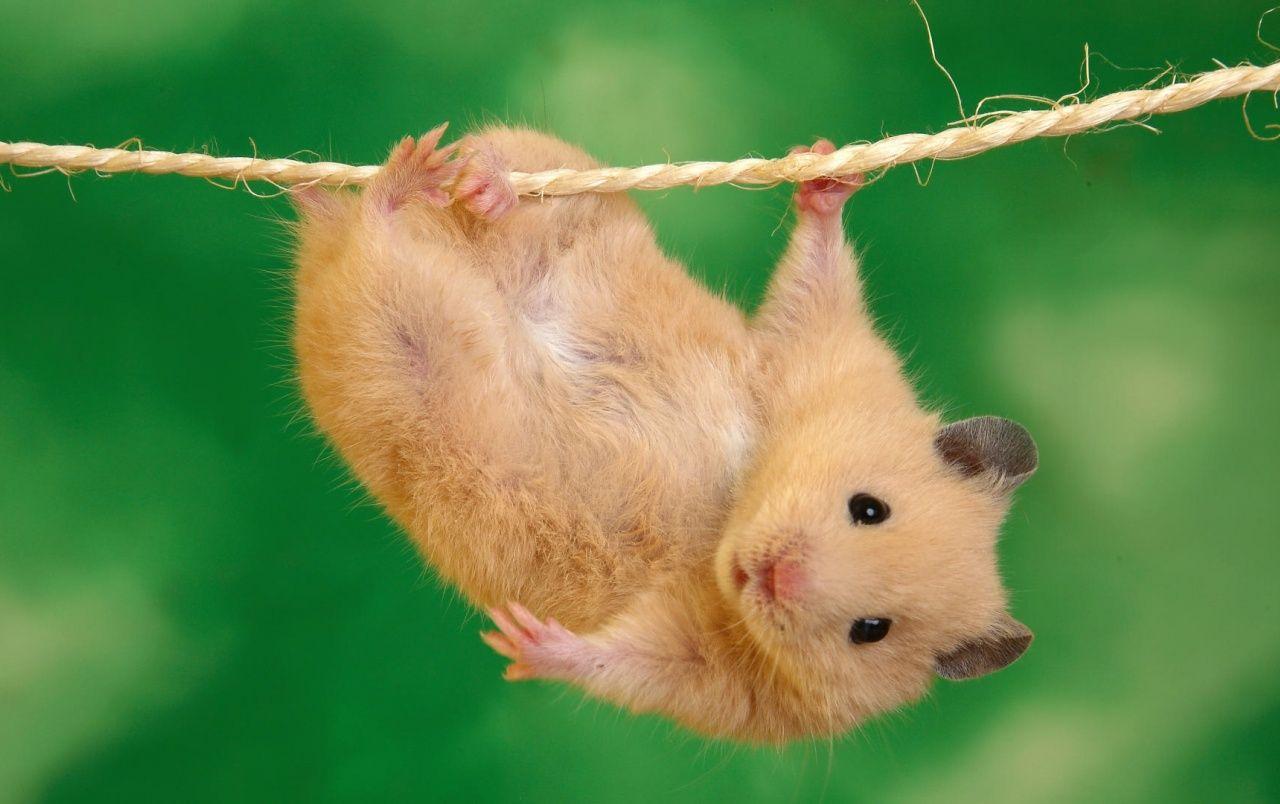 Hanging hamster wallpaper. Hanging hamster