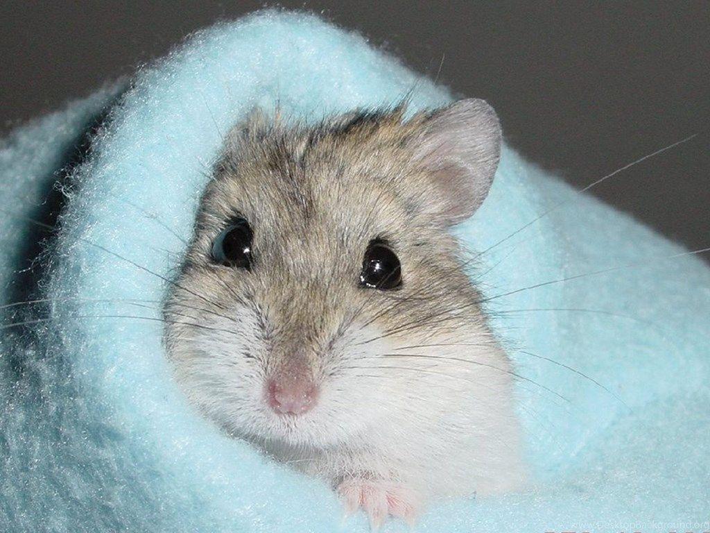Cute Hamster Wallpaper, Other Pets Wallpaper & Picture Free