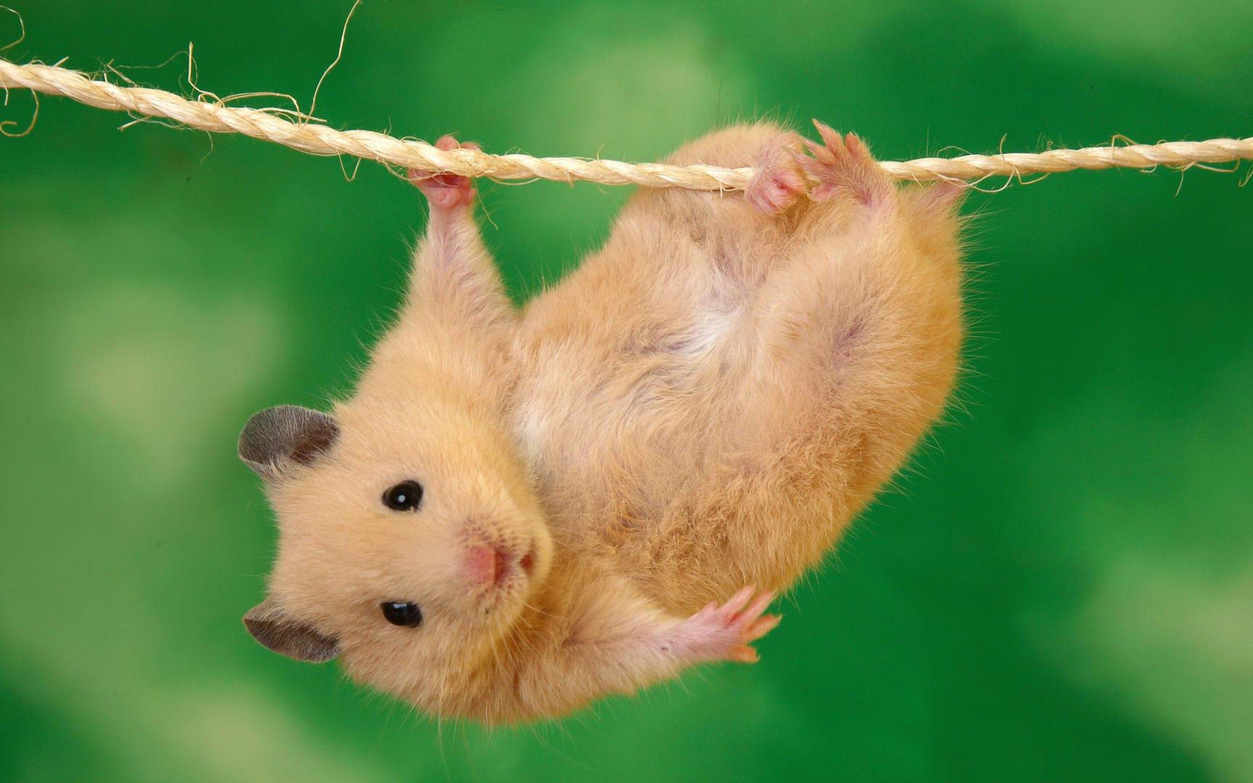 Hamster On Net Image Wallpaper