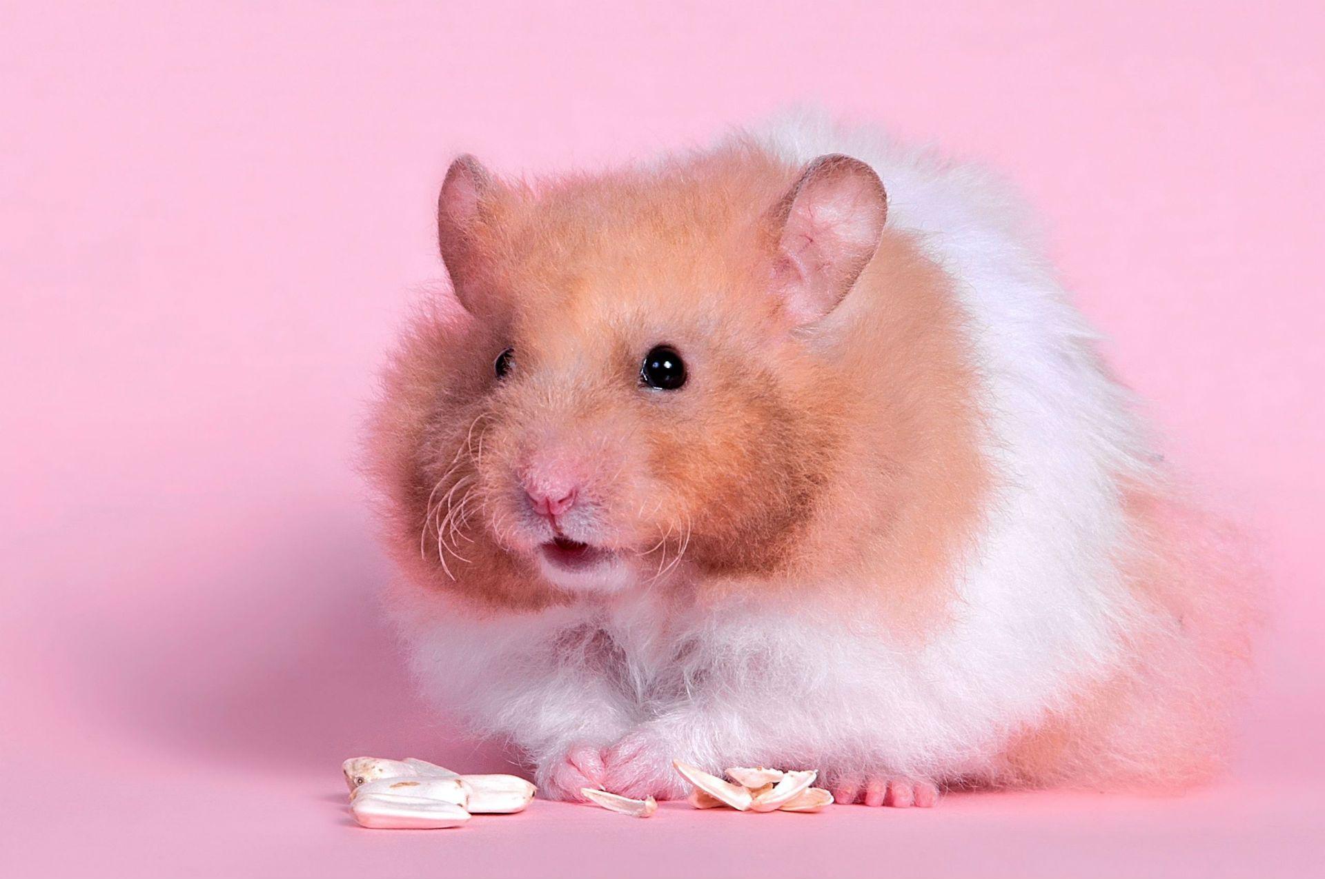Hamster Full HD Wallpaper and Background Imagex1275