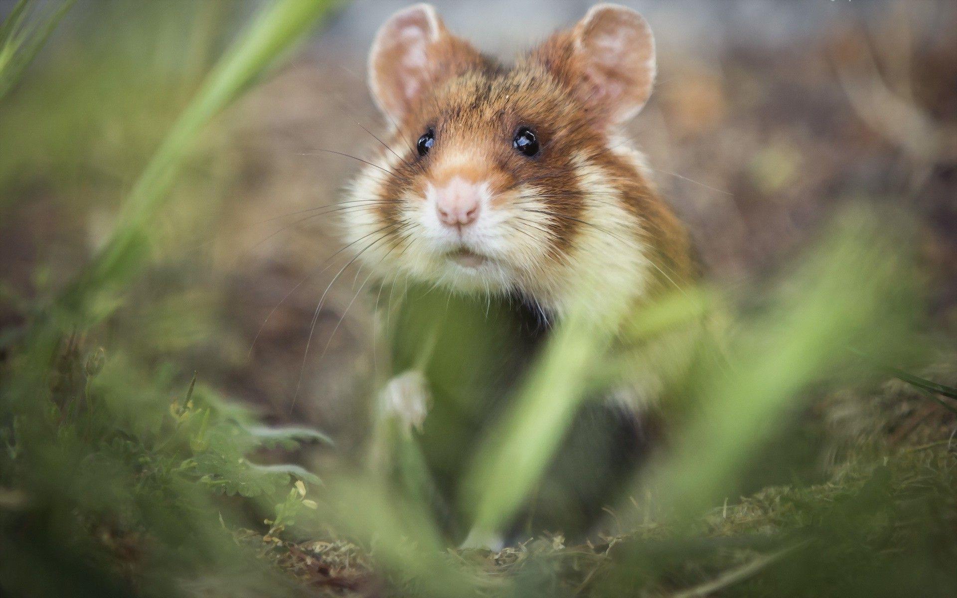 plants macro animals mammals hamster Wallpaper HD / Desktop