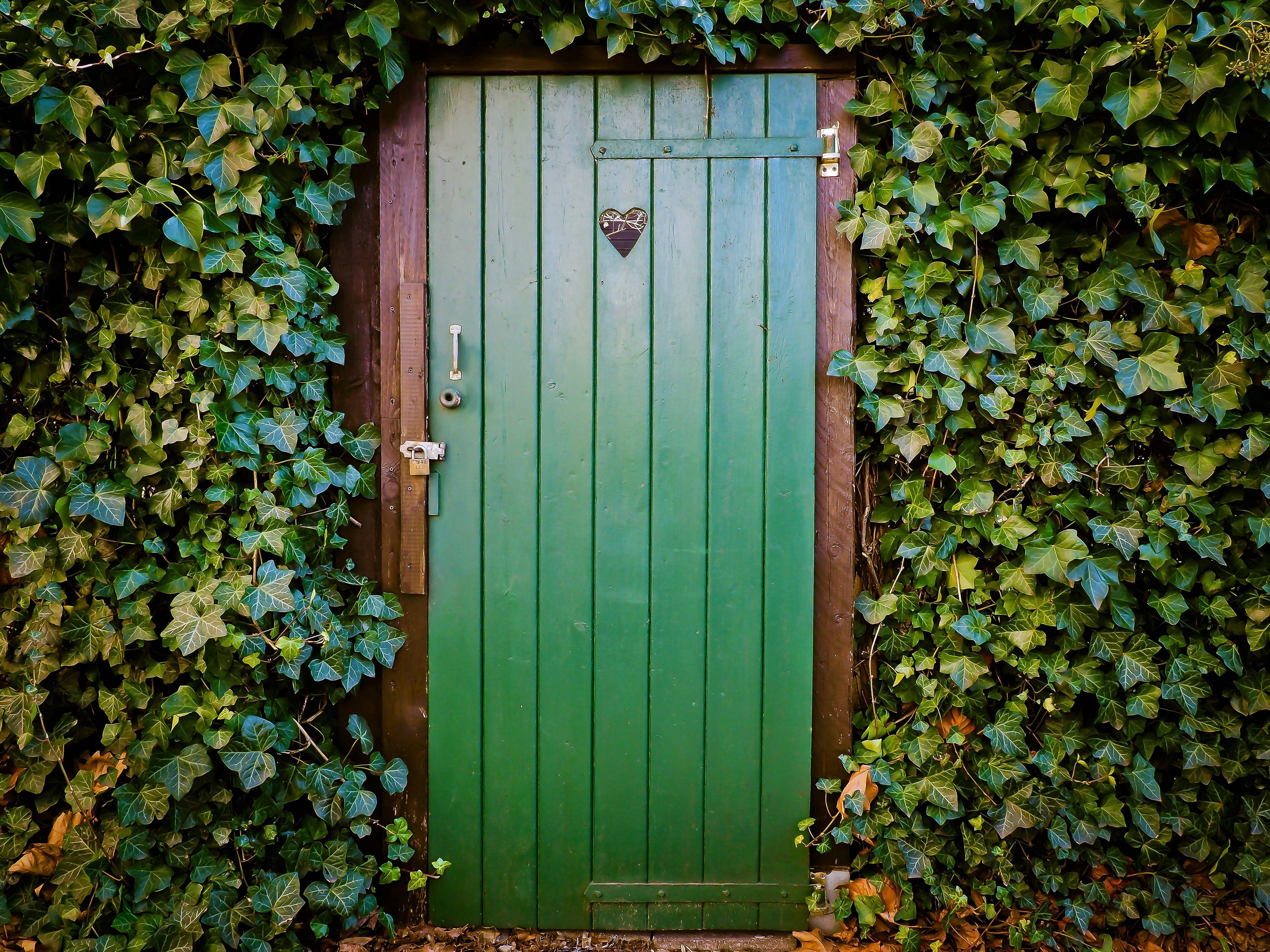 Door Of Ivy Covered House 4k Ultra HD Wallpaper