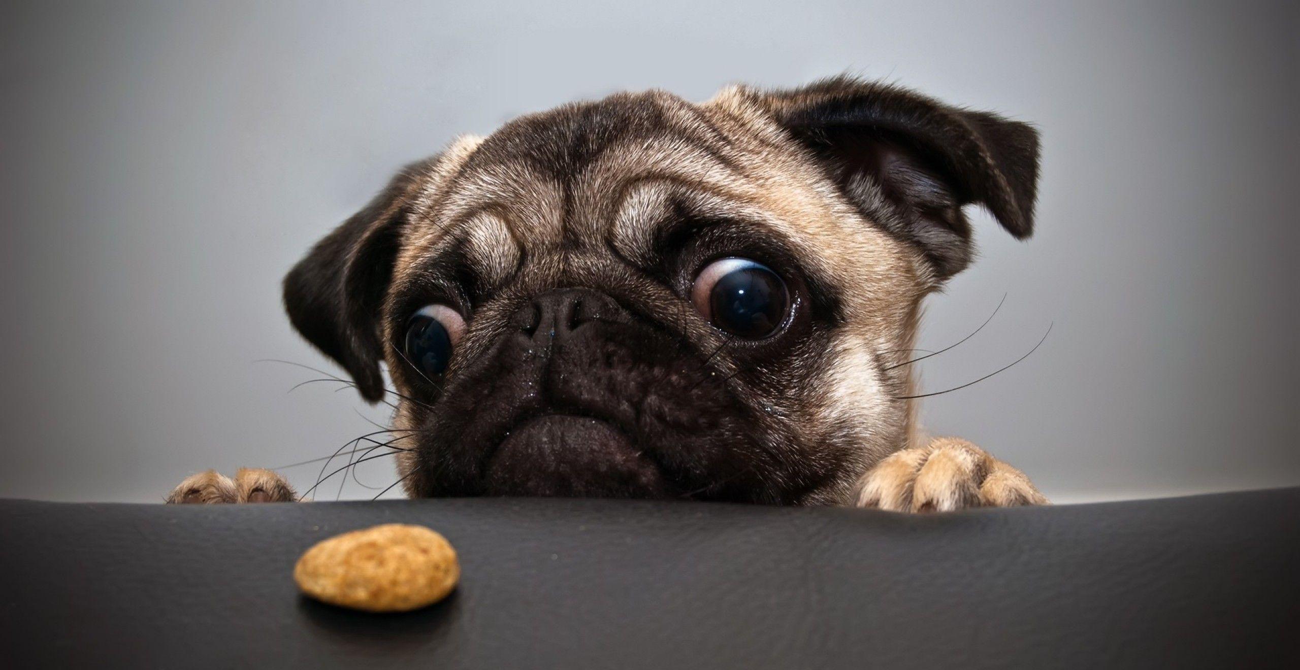 Vodafone Dog Wallpaper Wallpaper and Background