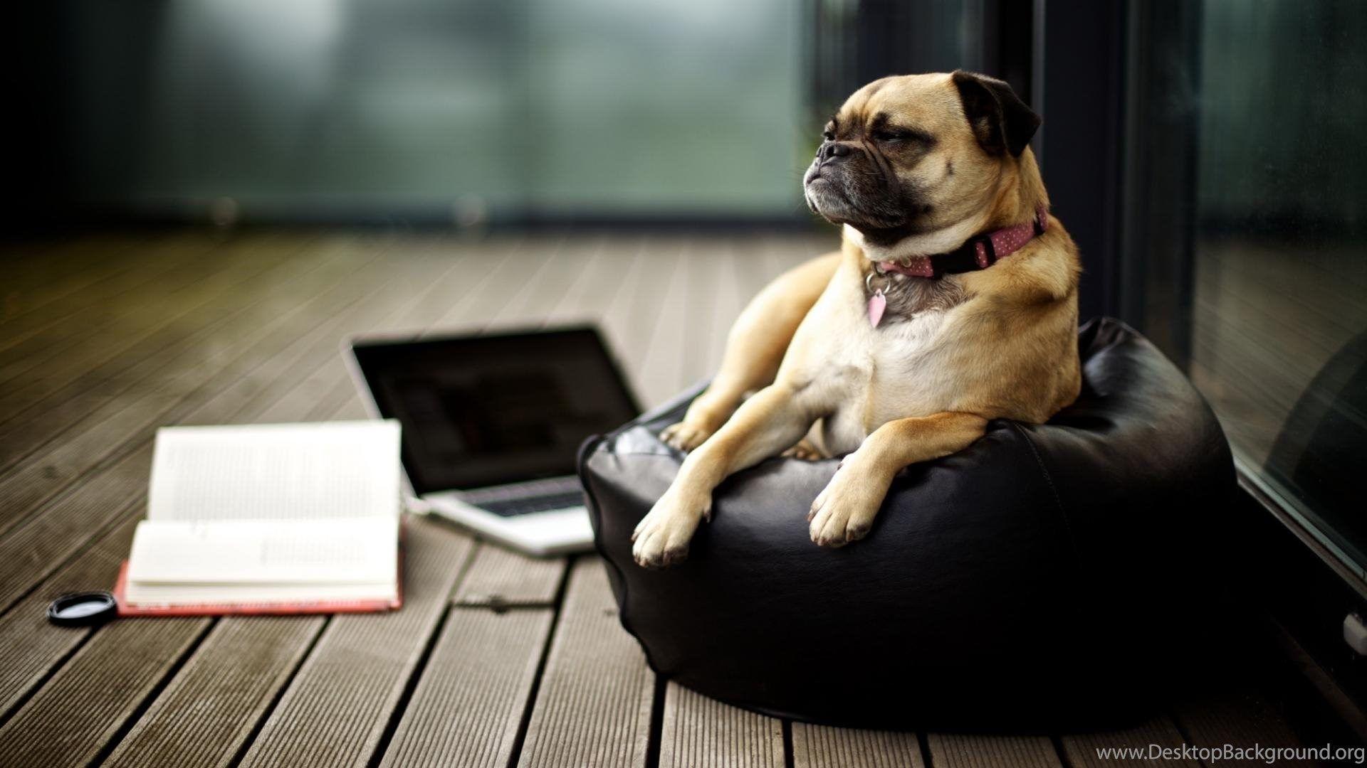 Funny Vodafone Dog HD Wallpaper Free HD Wallpaper Desktop Background