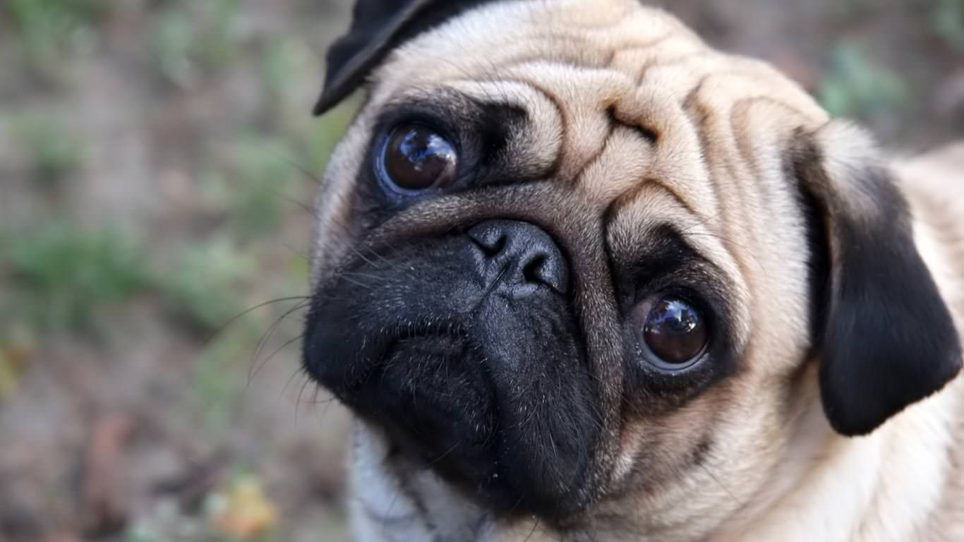 Most Beautiful Pug Dog Picture And Image