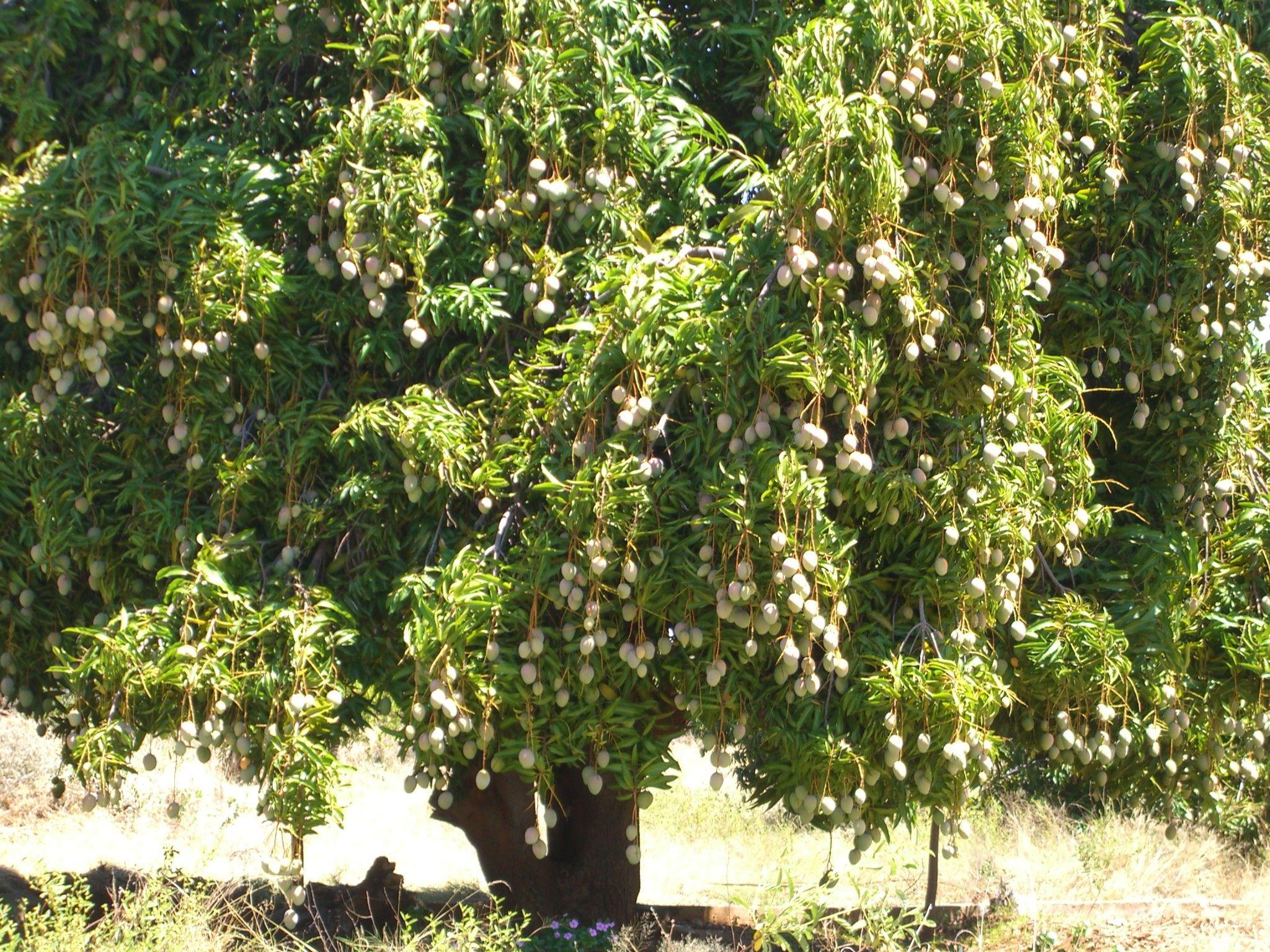 Mango Tree HD Wallpaper