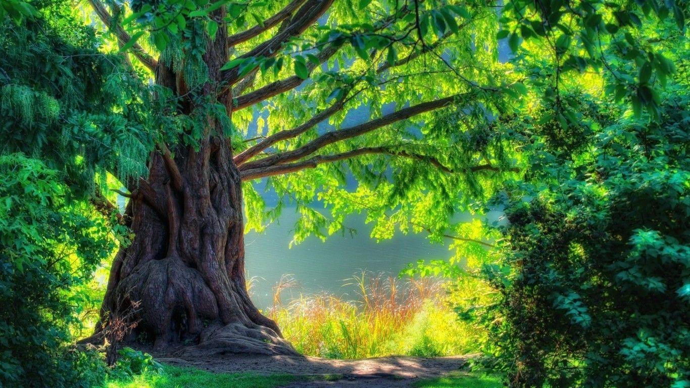 H D Wallpaper Nature